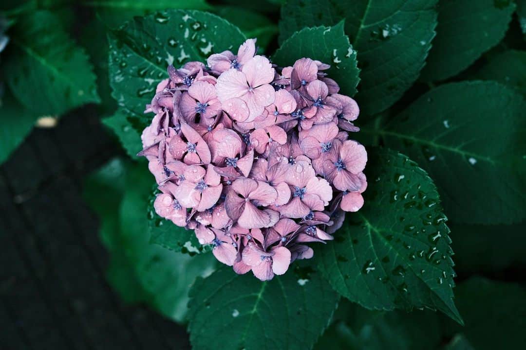 角田美喜のインスタグラム：「今日の道すがら☔️ #紫陽花  #xe4」