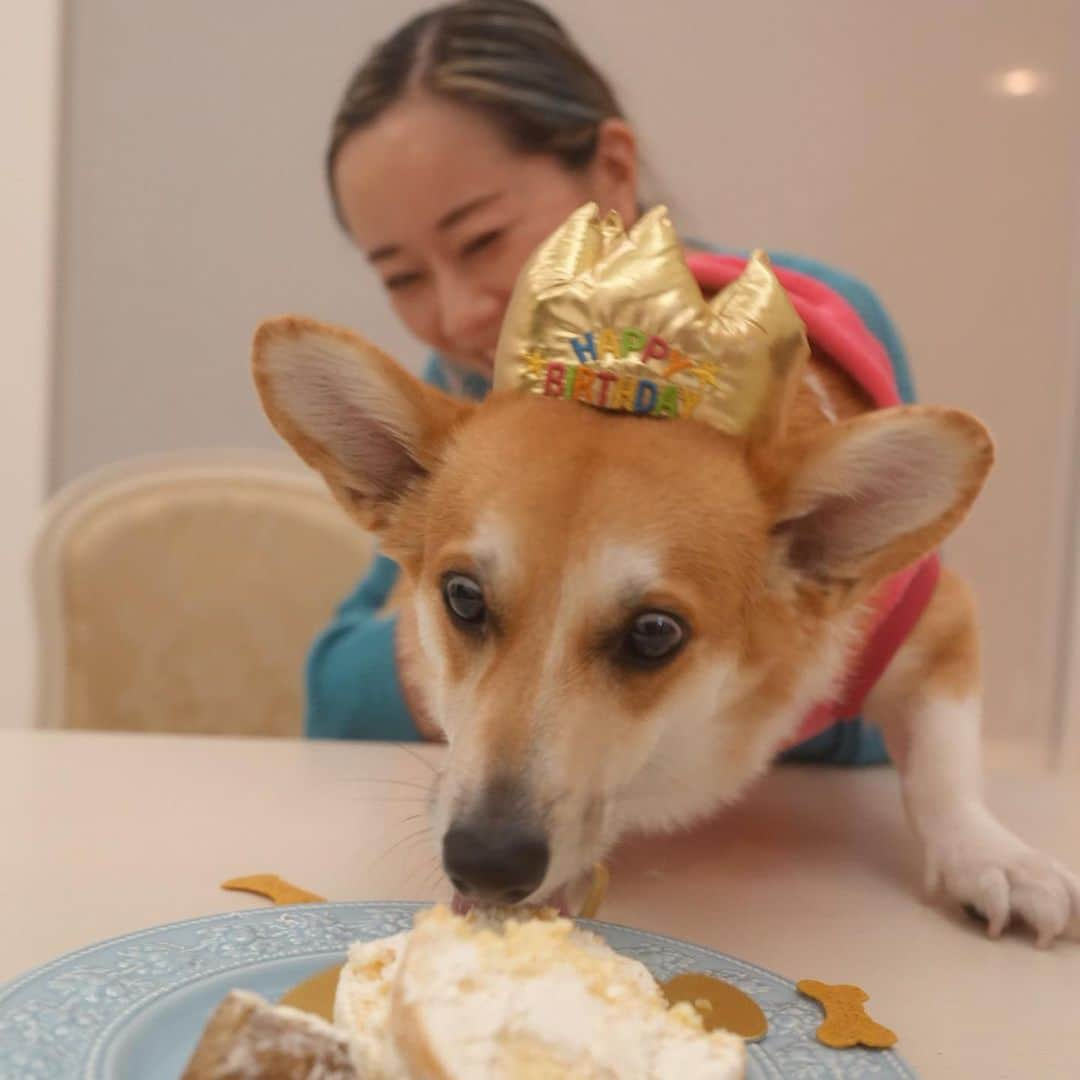 レイチェル・チャンさんのインスタグラム写真 - (レイチェル・チャンInstagram)「It was our  BASHAR the corgi’s 4th birthday🎂What s great job, making a corgi figure with mash potato!! 我が家のコーギー　バシャールの4歳のお誕生日でした。ワンコ用のフルーツスポンジケーキとマッシュポテトで作った立体ワンコ…なんて職人技！Bashar, happy birthday!!  #birthday  #corgi  #birthdaydog  #basharthecorgi #バシャール #bashar  #コーギー #4歳  #fouryearsold  #dog #犬のいる暮らし」7月2日 0時20分 - rachelchanjpn