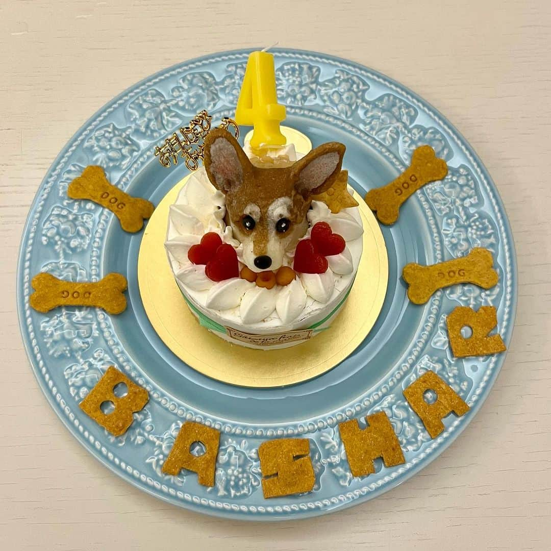 レイチェル・チャンさんのインスタグラム写真 - (レイチェル・チャンInstagram)「It was our  BASHAR the corgi’s 4th birthday🎂What s great job, making a corgi figure with mash potato!! 我が家のコーギー　バシャールの4歳のお誕生日でした。ワンコ用のフルーツスポンジケーキとマッシュポテトで作った立体ワンコ…なんて職人技！Bashar, happy birthday!!  #birthday  #corgi  #birthdaydog  #basharthecorgi #バシャール #bashar  #コーギー #4歳  #fouryearsold  #dog #犬のいる暮らし」7月2日 0時20分 - rachelchanjpn