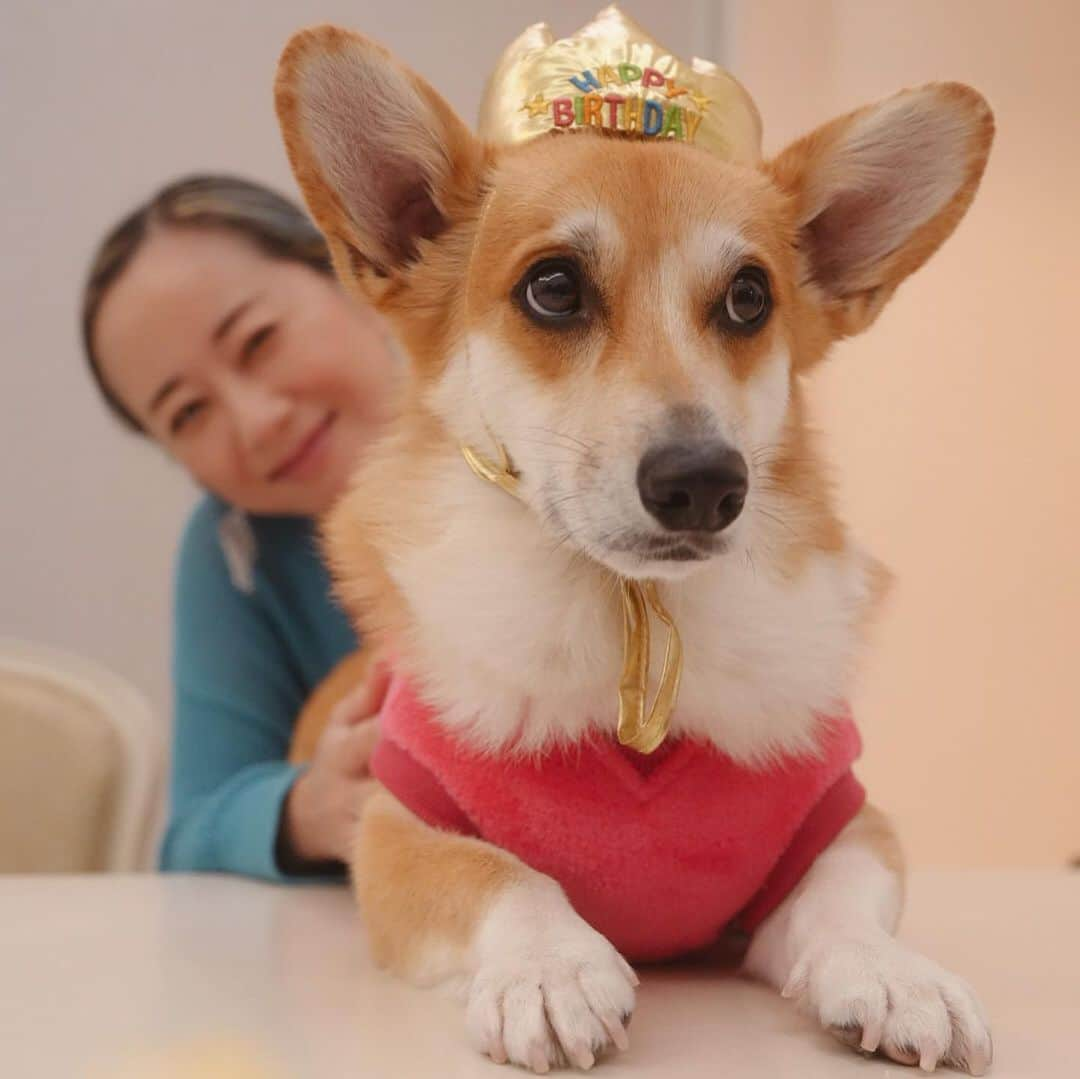 レイチェル・チャンのインスタグラム：「It was our  BASHAR the corgi’s 4th birthday🎂What s great job, making a corgi figure with mash potato!! 我が家のコーギー　バシャールの4歳のお誕生日でした。ワンコ用のフルーツスポンジケーキとマッシュポテトで作った立体ワンコ…なんて職人技！Bashar, happy birthday!!  #birthday  #corgi  #birthdaydog  #basharthecorgi #バシャール #bashar  #コーギー #4歳  #fouryearsold  #dog #犬のいる暮らし」