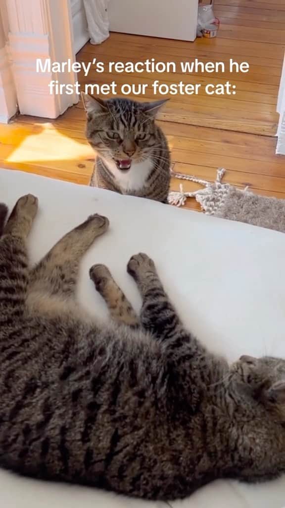 のインスタグラム：「He is like „Why is my body laying there?“ 😂 they look so similar 😂  If you like it pls support with ❤️  Credit: beautiful marleymalin (tt) Check them out ☺️  ** For all crediting issues and removals pls 𝐄𝐦𝐚𝐢𝐥 𝐮𝐬 ☺️  𝐍𝐨𝐭𝐞: we don’t own this video/pics, all rights go to their respective owners. If owner is not provided, tagged (meaning we couldn’t find who is the owner), 𝐩𝐥𝐬 𝐄𝐦𝐚𝐢𝐥 𝐮𝐬 with 𝐬𝐮𝐛𝐣𝐞𝐜𝐭 “𝐂𝐫𝐞𝐝𝐢𝐭 𝐈𝐬𝐬𝐮𝐞𝐬” and 𝐨𝐰𝐧𝐞𝐫 𝐰𝐢𝐥𝐥 𝐛𝐞 𝐭𝐚𝐠𝐠𝐞𝐝 𝐬𝐡𝐨𝐫𝐭𝐥𝐲 𝐚𝐟𝐭𝐞𝐫.  We have been building this community for over 6 years, but 𝐞𝐯𝐞𝐫𝐲 𝐫𝐞𝐩𝐨𝐫𝐭 𝐜𝐨𝐮𝐥𝐝 𝐠𝐞𝐭 𝐨𝐮𝐫 𝐩𝐚𝐠𝐞 𝐝𝐞𝐥𝐞𝐭𝐞𝐝, pls email us first. **」