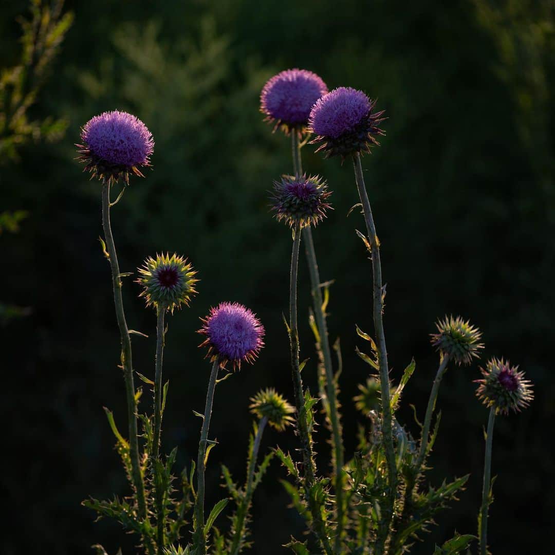 Keith Ladzinskiのインスタグラム：「Thistles in bloom / Boulder, CO」