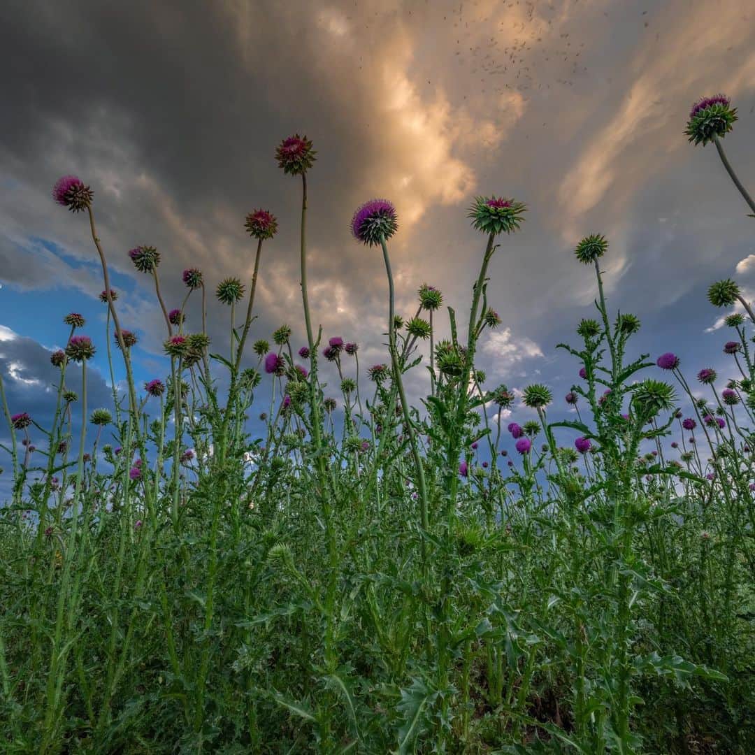 Keith Ladzinskiさんのインスタグラム写真 - (Keith LadzinskiInstagram)「Thistles in bloom / Boulder, CO」7月2日 0時38分 - ladzinski