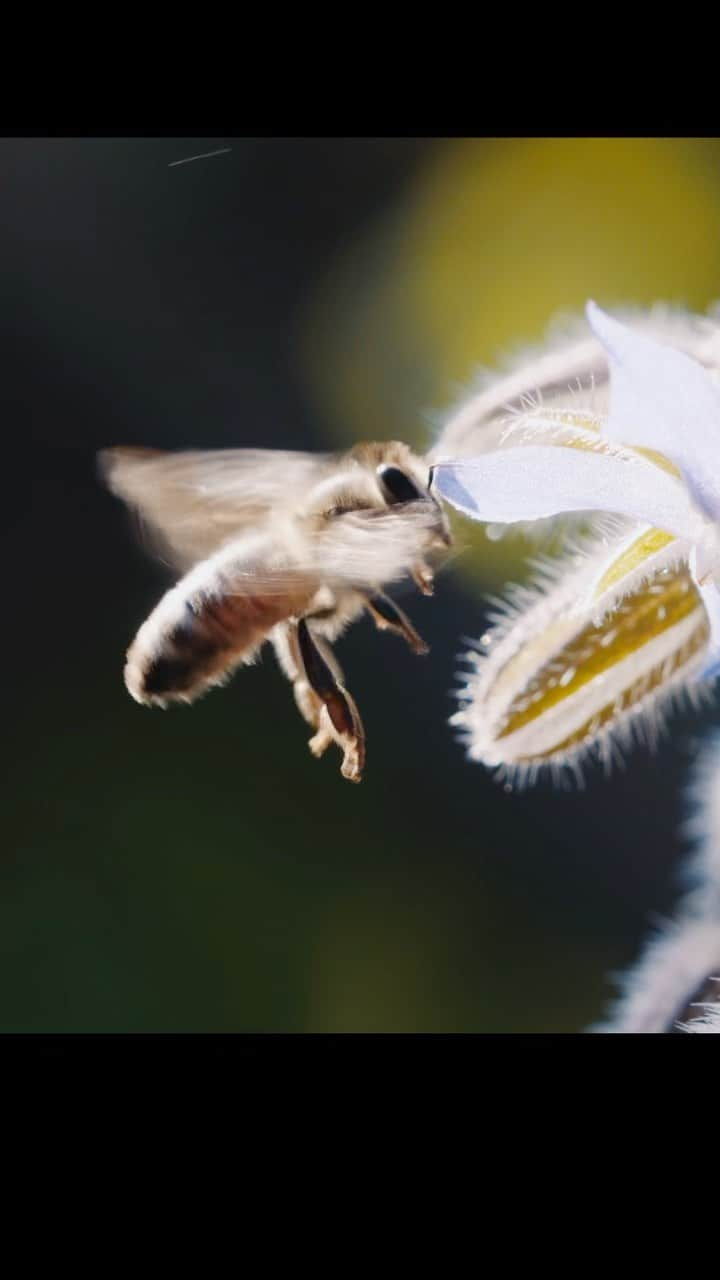 イアン・サマーホルダーのインスタグラム：「Since this week is pollinator week I wanted to share a sneak peek clip from our new movie @commongroundfilm aka CommonGround - the film is about saving our beautiful Earth - it’s a love letter to my kids and to all kids - I am so passionate about this film and I ask everyone to engage with it. I know it will reshape your life by giving you so much hope- more prizes and livestreams coming soon on this - for now here’s the clip from the film about BEES!  HEROES. ALL OF THEM.」