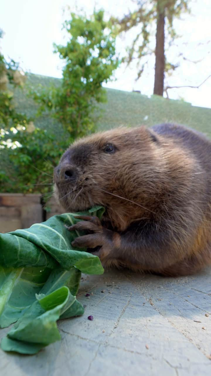 San Diego Zooのインスタグラム：「Peanut gnaws what veggies crunch the best 🥕  #Beaver #ASMR #Crunches #SanDiegoZoo」