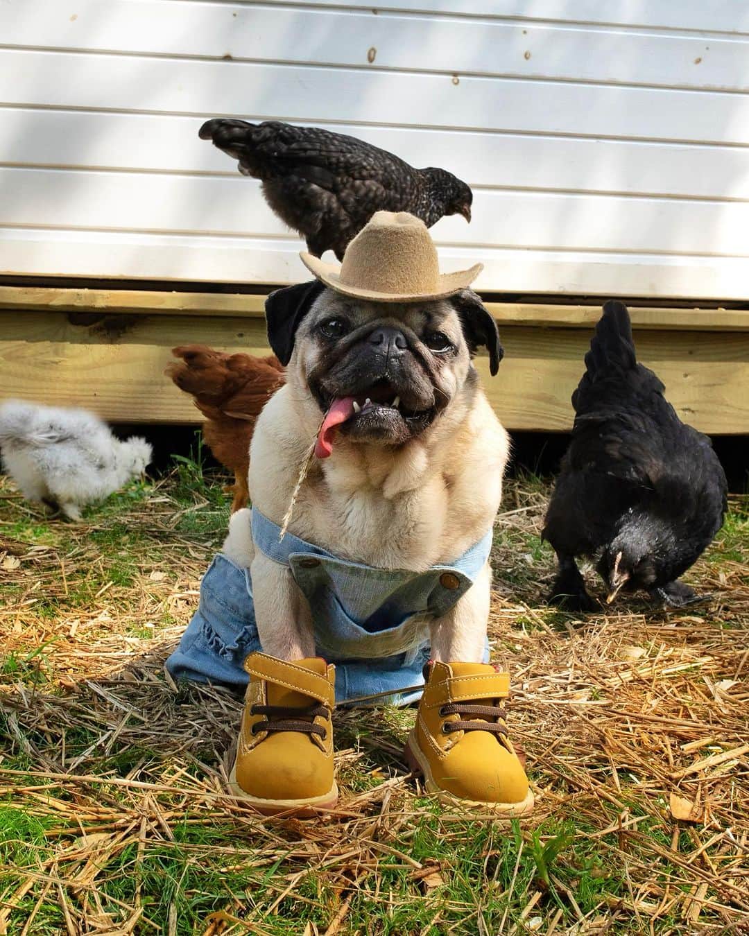 itsdougthepugさんのインスタグラム写真 - (itsdougthepugInstagram)「“Pug Gone Country” -Farmer Doug   Y’all want some eggs?? 🐓🚜」7月2日 1時44分 - itsdougthepug