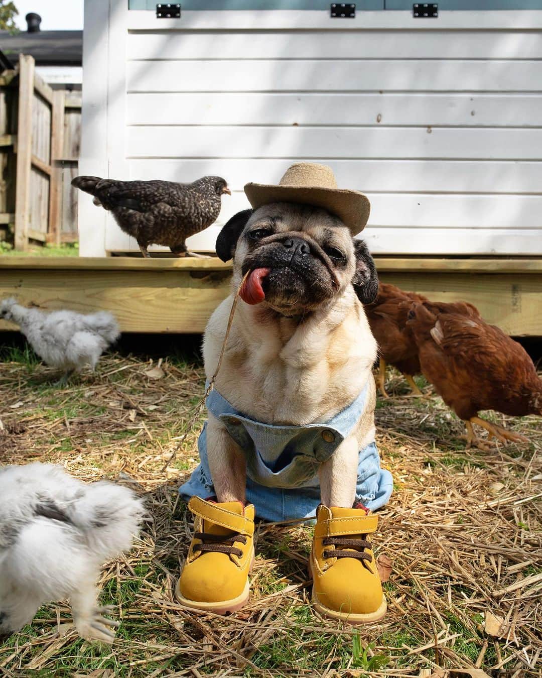 itsdougthepugさんのインスタグラム写真 - (itsdougthepugInstagram)「“Pug Gone Country” -Farmer Doug   Y’all want some eggs?? 🐓🚜」7月2日 1時44分 - itsdougthepug