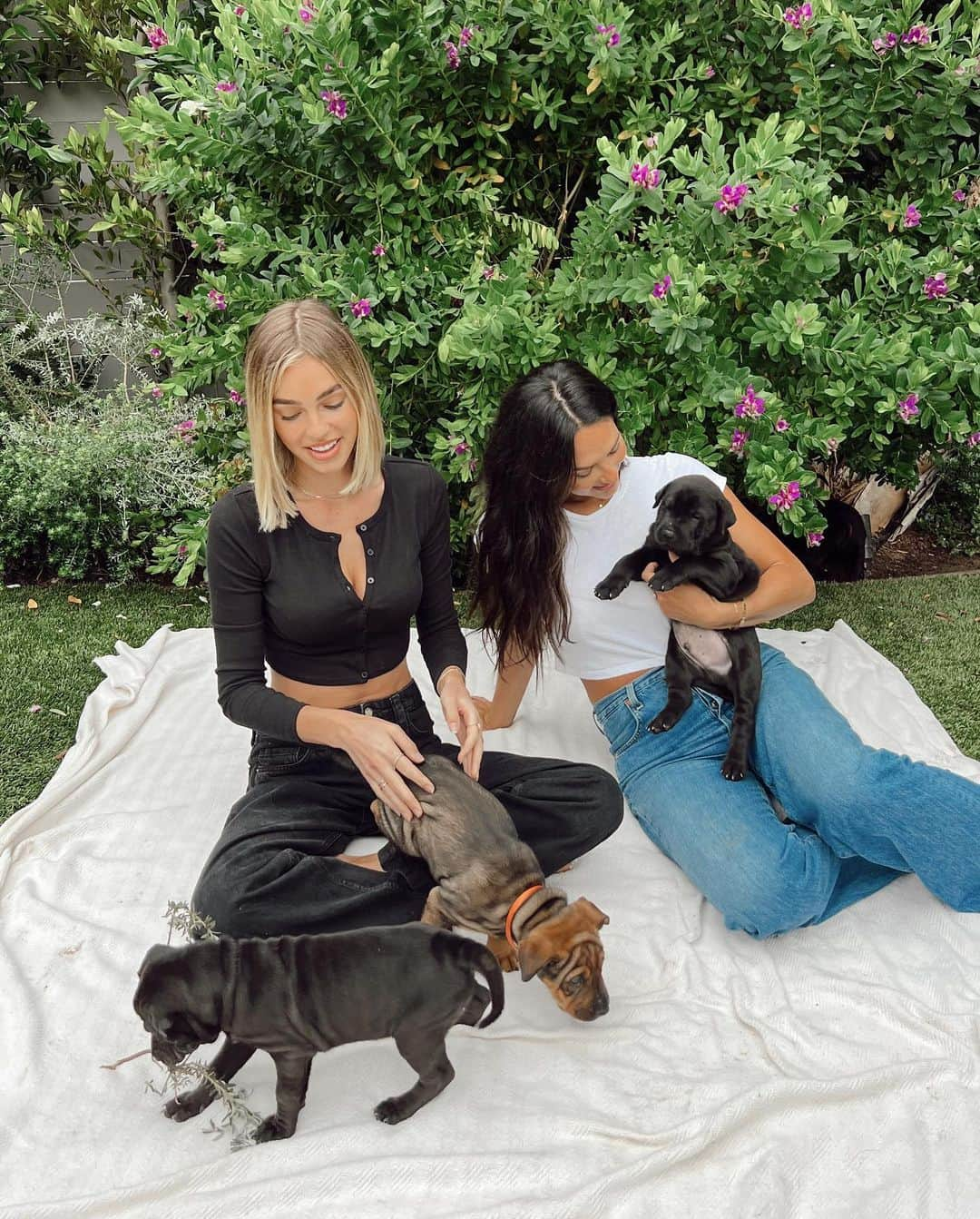 Elizabeth Turnerさんのインスタグラム写真 - (Elizabeth TurnerInstagram)「These angel puppies (and mama) are available for adoption in ONE WEEK!! They're lab / Shar pei mixes and they are absolutely adorable! Contact @hitlivingfoundation if you want to adopt 🤍 #adoptdontshop」7月2日 2時14分 - elizabethcturner