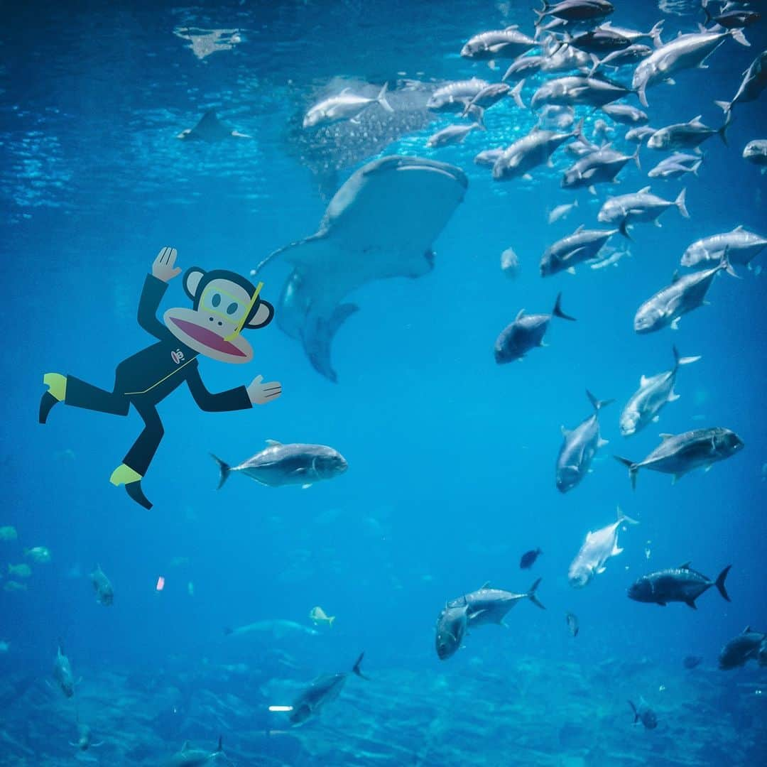 ポールフランクさんのインスタグラム写真 - (ポールフランクInstagram)「playing mermaids took on a whole new meaning! wishing I could be part of that world~  #aquarium #underthesea #fisharefriends #mermaidcore #littlemermaid #aquamarine」7月2日 3時02分 - paulfrankpix