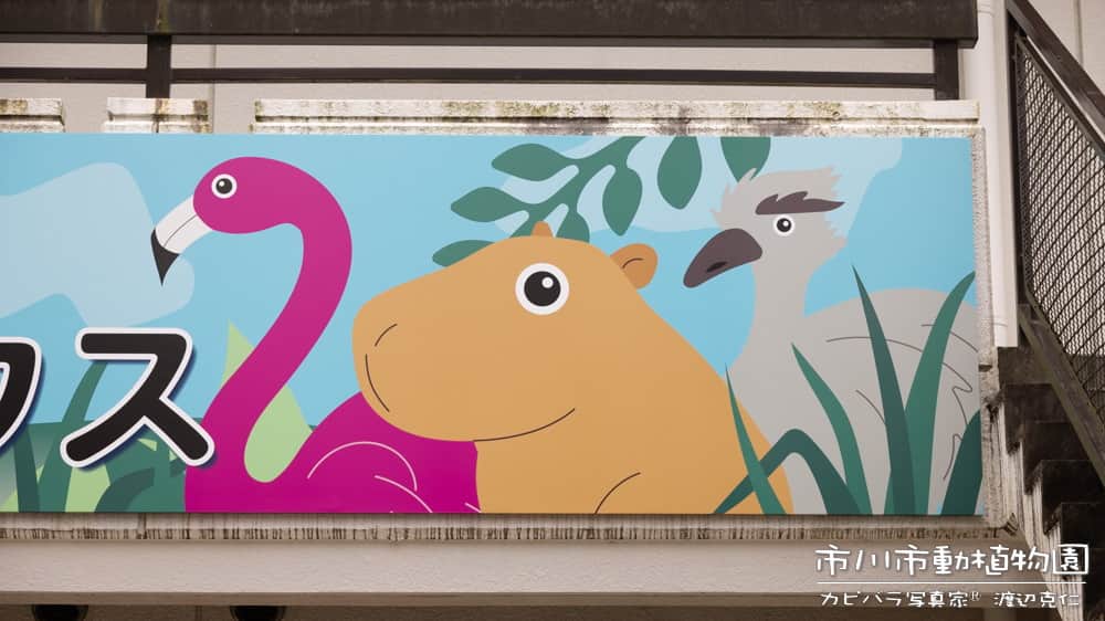 渡辺克仁さんのインスタグラム写真 - (渡辺克仁Instagram)「久々にカピバラを訪ねたらレストラン＆売店の建物に大きくカピバラが描かれていて激写。  他のお客さんから何を熱心に撮影しているのか不思議な顔で見られる(笑)そりゃそうだ、動物園に来て建物を撮影してるのだから。  #カピバラ #水豚 #capybara #市川市動植物園」7月2日 16時47分 - katsuhito.watanabe
