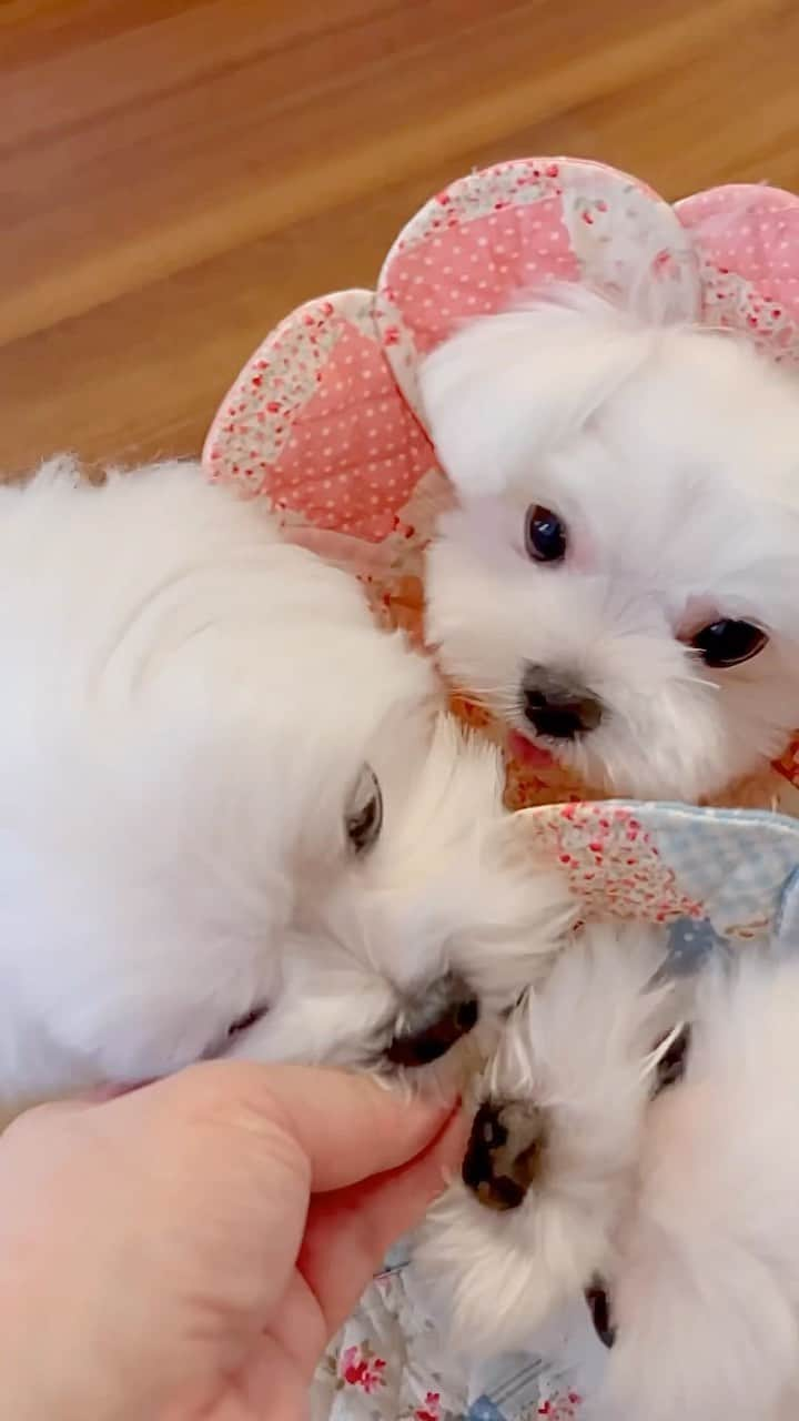 おかゆ & おもちのインスタグラム：「...タルト祭り🥧🤤🥧😋 . 丸かじりしても、カットしたのを食べても、 やっぱりワチャワチャ😅 群がる群がる〜😆🐻‍❄️🐻‍❄️🐻‍❄️ エリカラがないと、誰が誰だか分からないね🙄⁇ . 何をしてても、毎日楽しくてユニーク👍🎵 . . 雨☔️も暑さ🥵も吹き飛ばしちゃえーー⁉️🤭 7月もヨロシクね！ . . . ❤︎ . . . #maltese #malteseofinstagram #happydog #dogsmile #doglove #doglover #dogstagram #instadog #lovedogs #ilovemydog #cutedog #dogoftheday #馬爾濟斯 #มอลทีส #馬耳他語 . #okayusan #マルチーズ #マルチーズ好き #マルチーズインスタグラム #白い犬 #犬のいる暮らし #わんこと暮らす幸せ #癒し動画 #おもしろ動画 #pecotv #奈良犬 #ふわもこ部 #毎日楽しい時間をありがとう #ワチャワチャ #ユニーク」