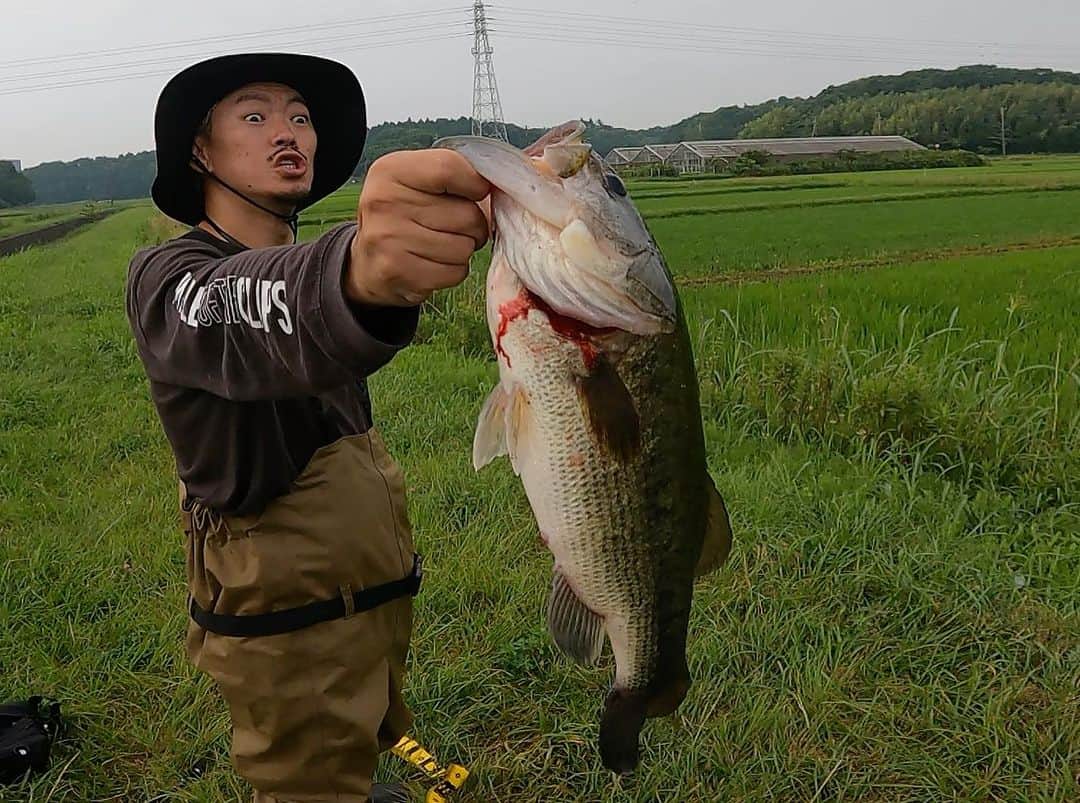 伊藤千秋さんのインスタグラム写真 - (伊藤千秋Instagram)「自慢では無いですが50UPです🐟 釣に行ける頻度が低い自分ですが、 運が良い事に行く度に魚が釣れる。 これら良き季節と言う事もある☝️ @geki_style から学んだ釣りを磨き行けるタイミングは頭を白くしてキャストに集中してます。笑 関東50cmを釣ったのは、 @3jsb_kenjiro_official と何年か前に水路で釣った記録が最後🐟✨✨ 懐かしい！笑 色んな方から釣りを学んでます。 #ボムスライド #エバーグリーンキャスティングジグ#3/8 #上流ランカーだらけ事件 #場所に合わせた釣りを直ぐ見つけれるように頑張る」7月2日 15時38分 - chiakiito