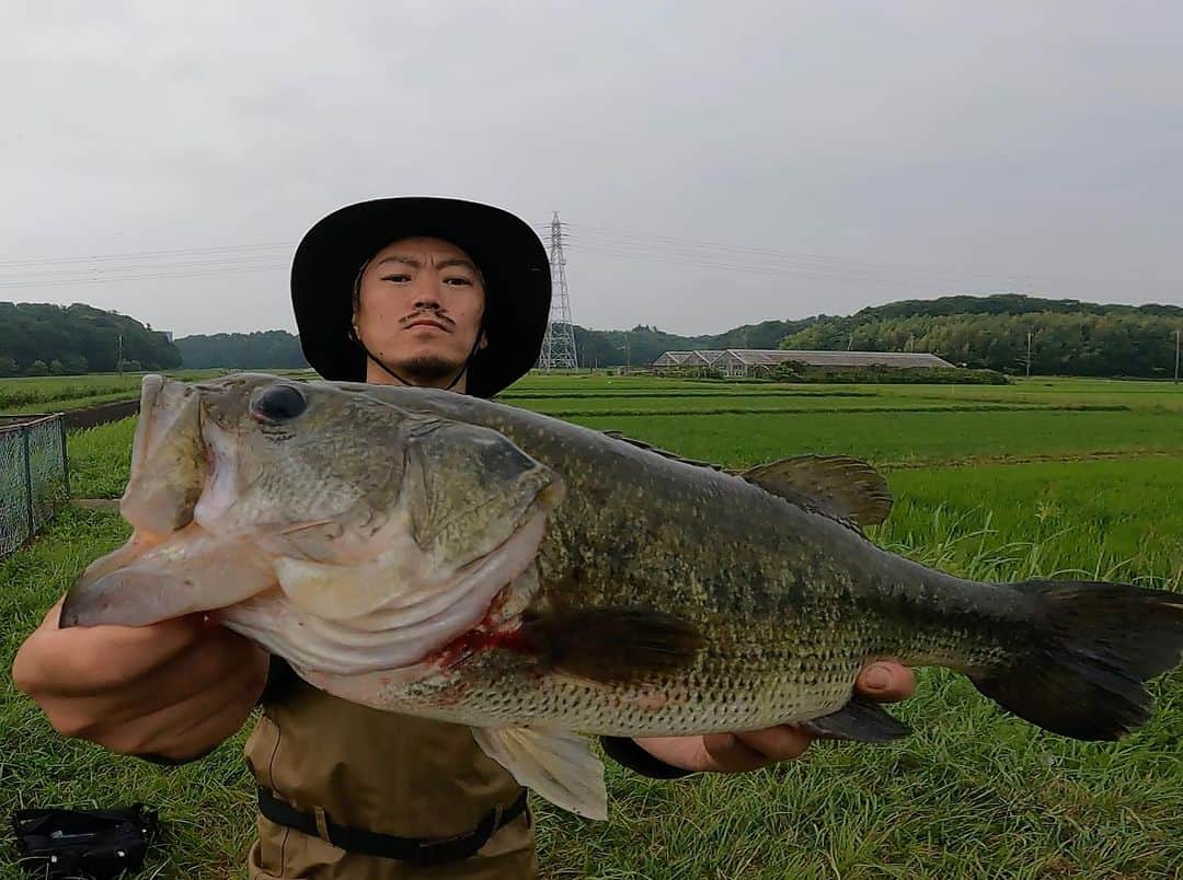 伊藤千秋のインスタグラム：「自慢では無いですが50UPです🐟 釣に行ける頻度が低い自分ですが、 運が良い事に行く度に魚が釣れる。 これら良き季節と言う事もある☝️ @geki_style から学んだ釣りを磨き行けるタイミングは頭を白くしてキャストに集中してます。笑 関東50cmを釣ったのは、 @3jsb_kenjiro_official と何年か前に水路で釣った記録が最後🐟✨✨ 懐かしい！笑 色んな方から釣りを学んでます。 #ボムスライド #エバーグリーンキャスティングジグ#3/8 #上流ランカーだらけ事件 #場所に合わせた釣りを直ぐ見つけれるように頑張る」