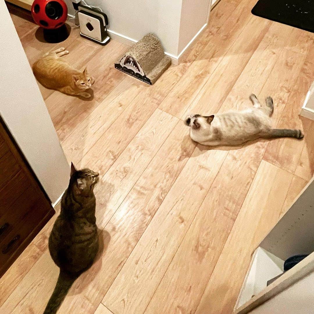 田中要次のインスタグラム：「バミャウダ トライアングル #Bermeowdatriangle #猫Chai #猫Sabi #猫Guri #Bo_nyans #猫のいる暮らし」