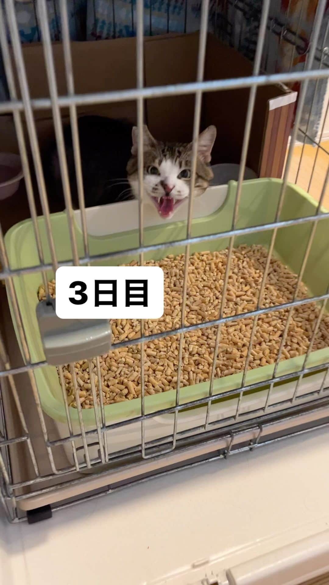nozomiorideのインスタグラム：「3日目 変化は楽しいです☺️  この子は人馴れしてないわけではないのです 経緯はまたお伝えしますね  #保護猫 #きじしろ #キジシロ」