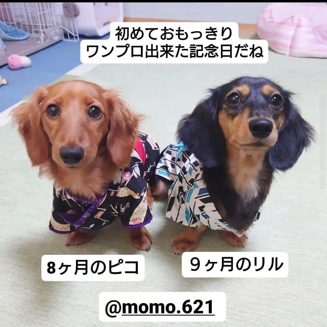 ピックのインスタグラム