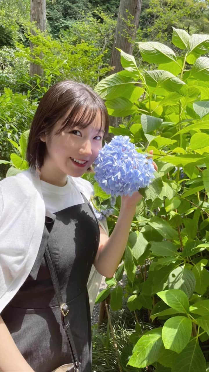 甲斐心愛のインスタグラム：「紫陽花、一緒に見に行きたいっ! 心愛と紫陽花デートなうに使っていいよ   #紫陽花  #あじさい  #紫陽花の季節 #鎌倉 #鎌倉観光  #鎌倉散歩  #お散歩  #明月院  #明月院ブルー  #七変化  #おすすめ  #kamakura」