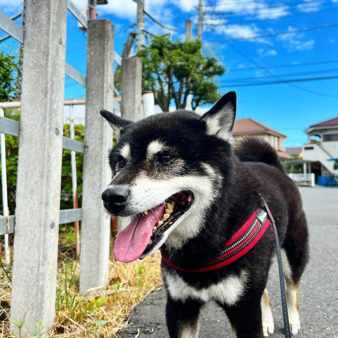 小川博永のインスタグラム：「朝から夏だ。飼い主はしっかり散歩焼けしてるぜ。  #ししまる爺さん  #今朝まる #ししまる #dog #dogs #柴犬 #黒柴」