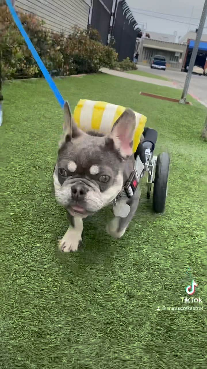 マギー・Qのインスタグラム：「Mochi is ready for his forever home!!💪🐾  Watch till very end!!!!!☺️✨  @twohandsfourpaws @maggieq @shirascottastrof   #frenchie #frenchiepuppy #frenchiesofinstagram #rescue #teamwork #adopt #adoptdontshop」