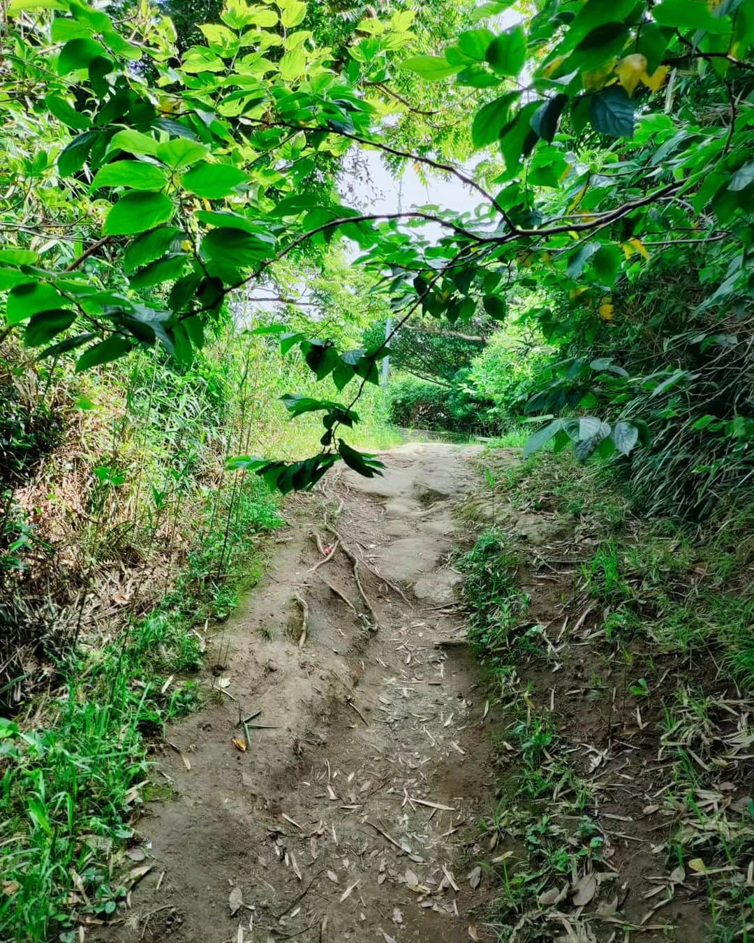 工藤里紗さんのインスタグラム写真 - (工藤里紗Instagram)「山道だいすき✨ こういう山道を 一人で延々と 歩いていたい  #鵜原理想郷 #ハイキングコース #山道 #癒やし」7月2日 9時43分 - risa910104