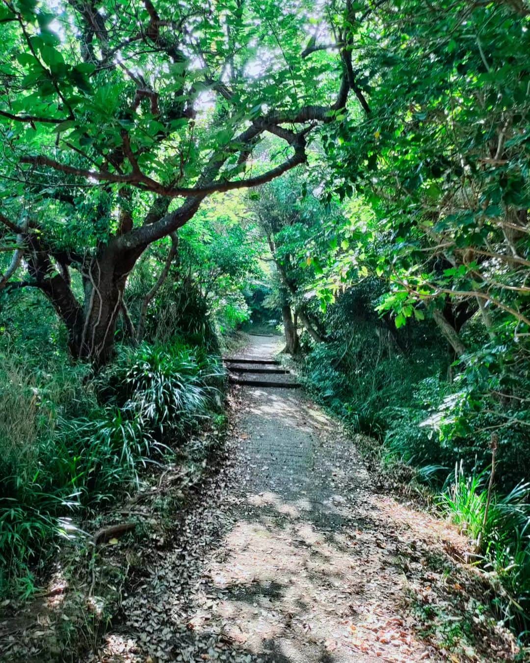 工藤里紗のインスタグラム：「山道だいすき✨ こういう山道を 一人で延々と 歩いていたい  #鵜原理想郷 #ハイキングコース #山道 #癒やし」