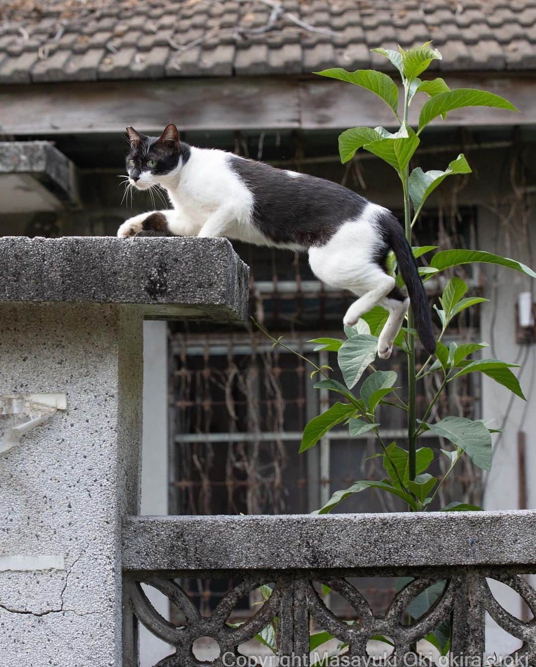 Masayukiさんのインスタグラム写真 - (MasayukiInstagram)「余裕綽々。  #cat #ねこ #猫 #東京カメラ部 #nekoclub  #mmgtw #my_eos_photo  #yourshotphotographer」7月2日 10時15分 - okirakuoki