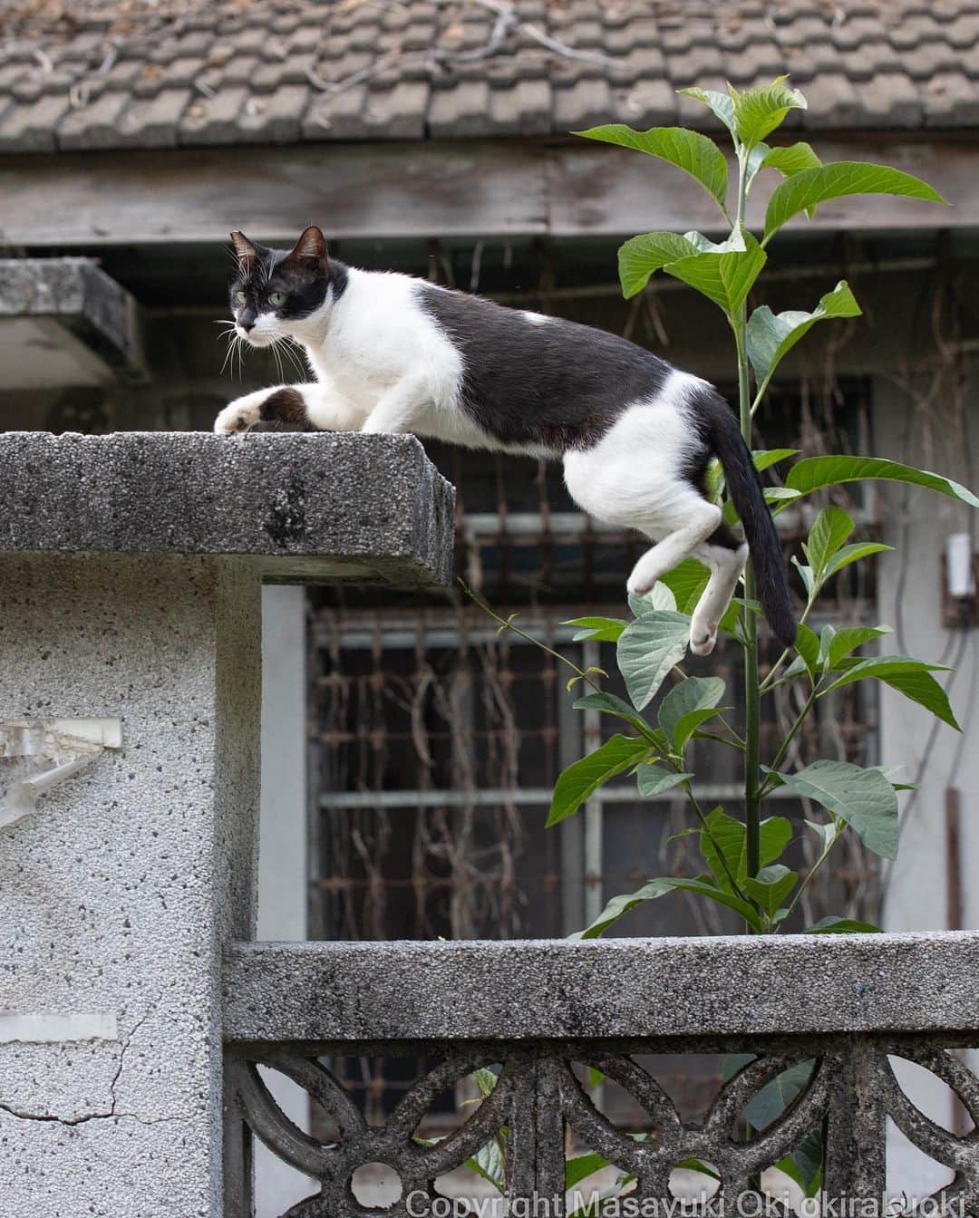Masayukiのインスタグラム：「余裕綽々。  #cat #ねこ #猫 #東京カメラ部 #nekoclub  #mmgtw #my_eos_photo  #yourshotphotographer」