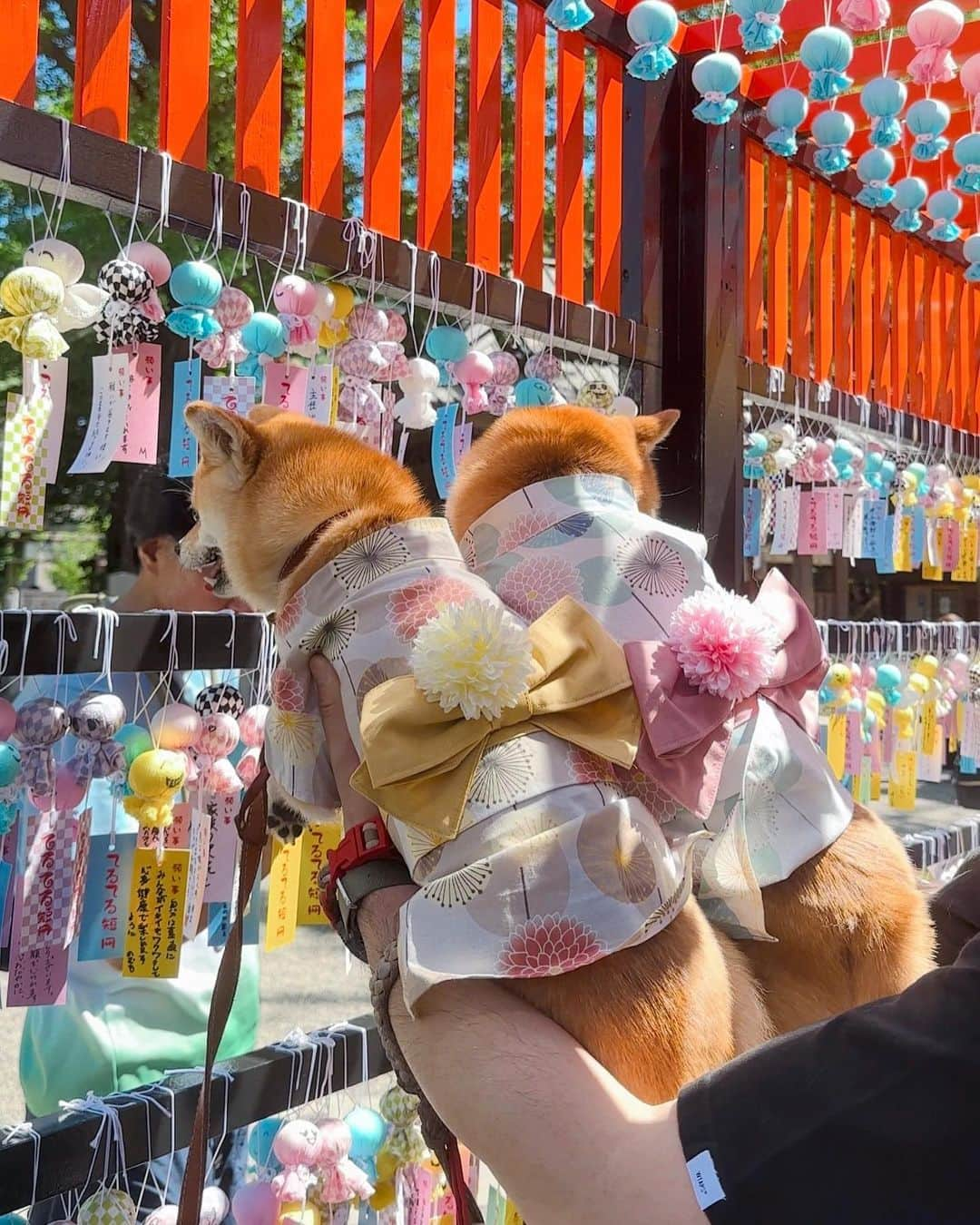 豆柴にこちゃんさんのインスタグラム写真 - (豆柴にこちゃんInstagram)「🐶🎋 おはよー 毎年行ってる、 #田無神社 のてるてるトンネル。  みっちゃんにもらった浴衣を 着て朝から参戦したよ✨ @mitsumame_shibasta みっちゃんありがとう😘  浴衣やっぱりかわいいな〜😍  どうしても柴の体形的に胸がはだけて アルパカ🦙みたいになるけどそれもキャワ😘  いつも以上に人とワンコ撮影陣が 多いのと暑さでササっと撮って終了😂  しかしボーリング持ちすると 浴衣が見えなくなっちゃうという😆 撮影用の椅子、我が家も買わないとかなぁ  #柴犬#豆柴#mameshiba #shibastagram#japanphoto#shibainu#犬#shibainumania#犬のいる暮らし#shiba_snap#shibainupuppy#多頭飼い#dog#いぬすたぐらむ#puppy#dogstagram#instadog #doglover#pecoいぬ部#pecotv#いぬのきもち部#狗#子犬#barked#9gag#9gagpets#시바견」7月2日 10時36分 - nikochan.mame48