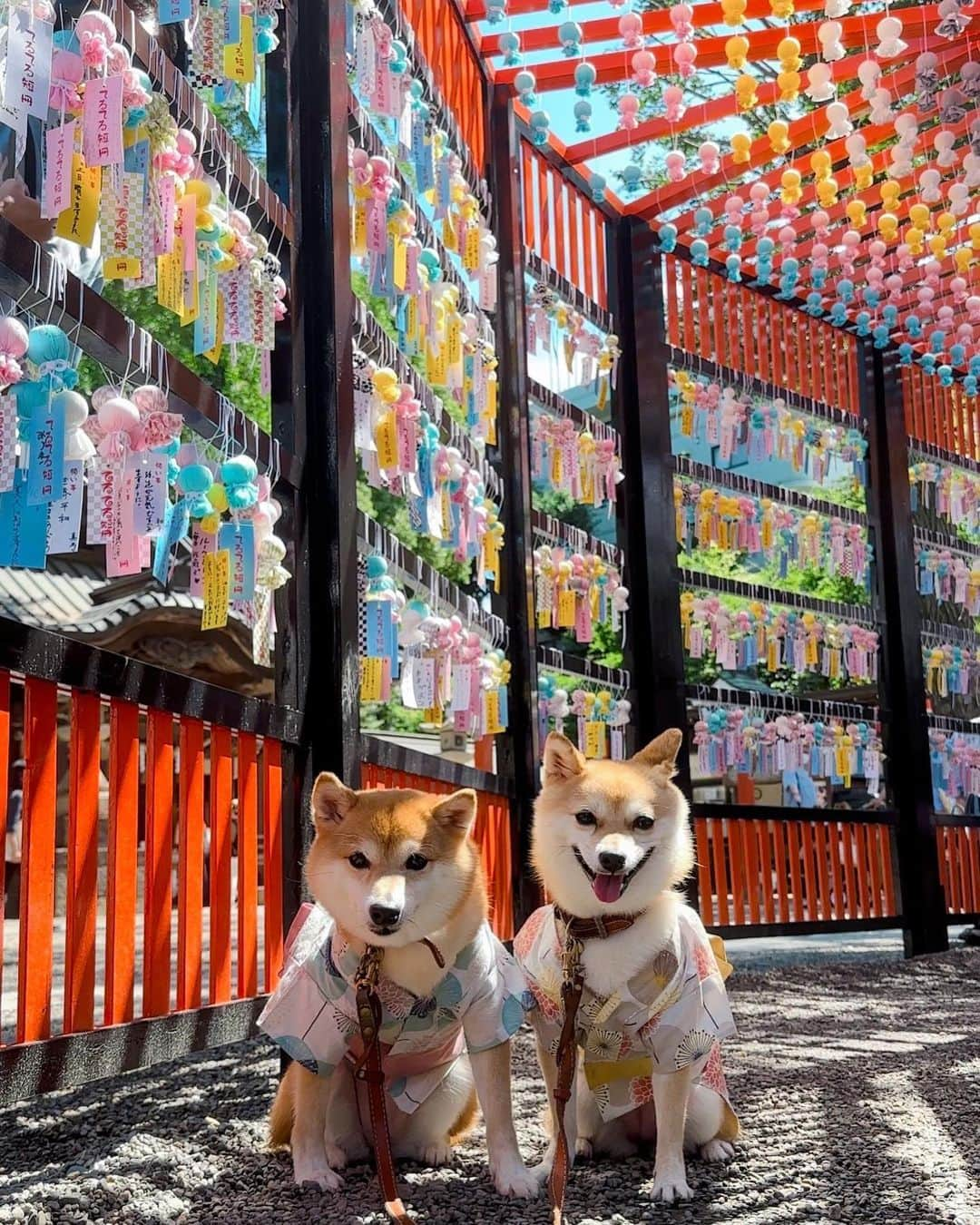 豆柴にこちゃんさんのインスタグラム写真 - (豆柴にこちゃんInstagram)「🐶🎋 おはよー 毎年行ってる、 #田無神社 のてるてるトンネル。  みっちゃんにもらった浴衣を 着て朝から参戦したよ✨ @mitsumame_shibasta みっちゃんありがとう😘  浴衣やっぱりかわいいな〜😍  どうしても柴の体形的に胸がはだけて アルパカ🦙みたいになるけどそれもキャワ😘  いつも以上に人とワンコ撮影陣が 多いのと暑さでササっと撮って終了😂  しかしボーリング持ちすると 浴衣が見えなくなっちゃうという😆 撮影用の椅子、我が家も買わないとかなぁ  #柴犬#豆柴#mameshiba #shibastagram#japanphoto#shibainu#犬#shibainumania#犬のいる暮らし#shiba_snap#shibainupuppy#多頭飼い#dog#いぬすたぐらむ#puppy#dogstagram#instadog #doglover#pecoいぬ部#pecotv#いぬのきもち部#狗#子犬#barked#9gag#9gagpets#시바견」7月2日 10時36分 - nikochan.mame48