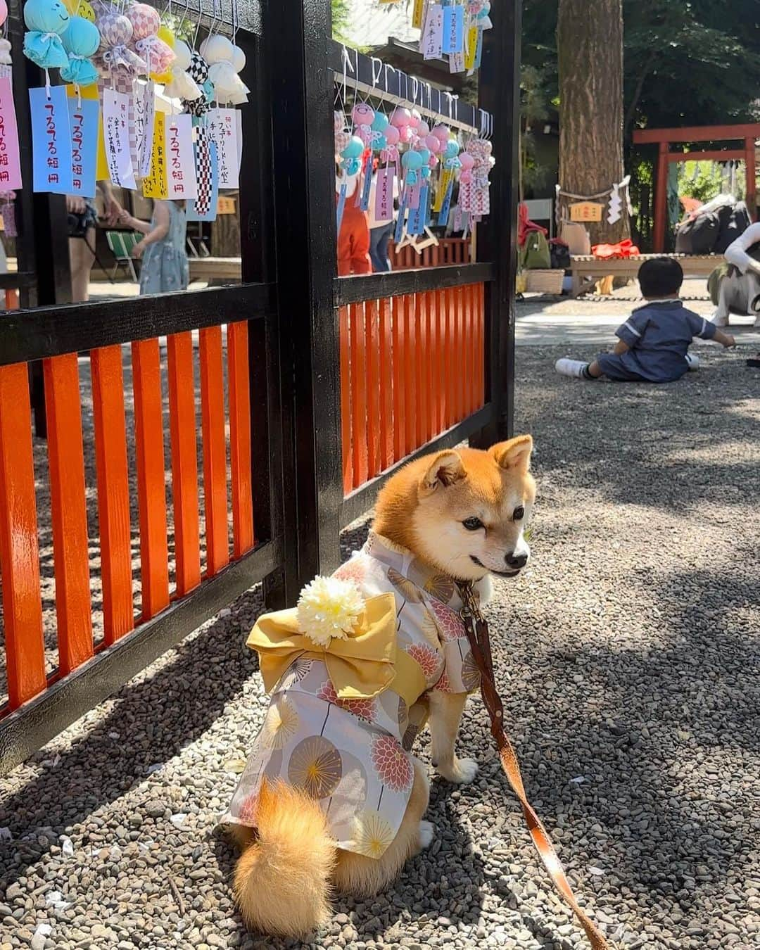 豆柴にこちゃんさんのインスタグラム写真 - (豆柴にこちゃんInstagram)「🐶🎋 おはよー 毎年行ってる、 #田無神社 のてるてるトンネル。  みっちゃんにもらった浴衣を 着て朝から参戦したよ✨ @mitsumame_shibasta みっちゃんありがとう😘  浴衣やっぱりかわいいな〜😍  どうしても柴の体形的に胸がはだけて アルパカ🦙みたいになるけどそれもキャワ😘  いつも以上に人とワンコ撮影陣が 多いのと暑さでササっと撮って終了😂  しかしボーリング持ちすると 浴衣が見えなくなっちゃうという😆 撮影用の椅子、我が家も買わないとかなぁ  #柴犬#豆柴#mameshiba #shibastagram#japanphoto#shibainu#犬#shibainumania#犬のいる暮らし#shiba_snap#shibainupuppy#多頭飼い#dog#いぬすたぐらむ#puppy#dogstagram#instadog #doglover#pecoいぬ部#pecotv#いぬのきもち部#狗#子犬#barked#9gag#9gagpets#시바견」7月2日 10時36分 - nikochan.mame48