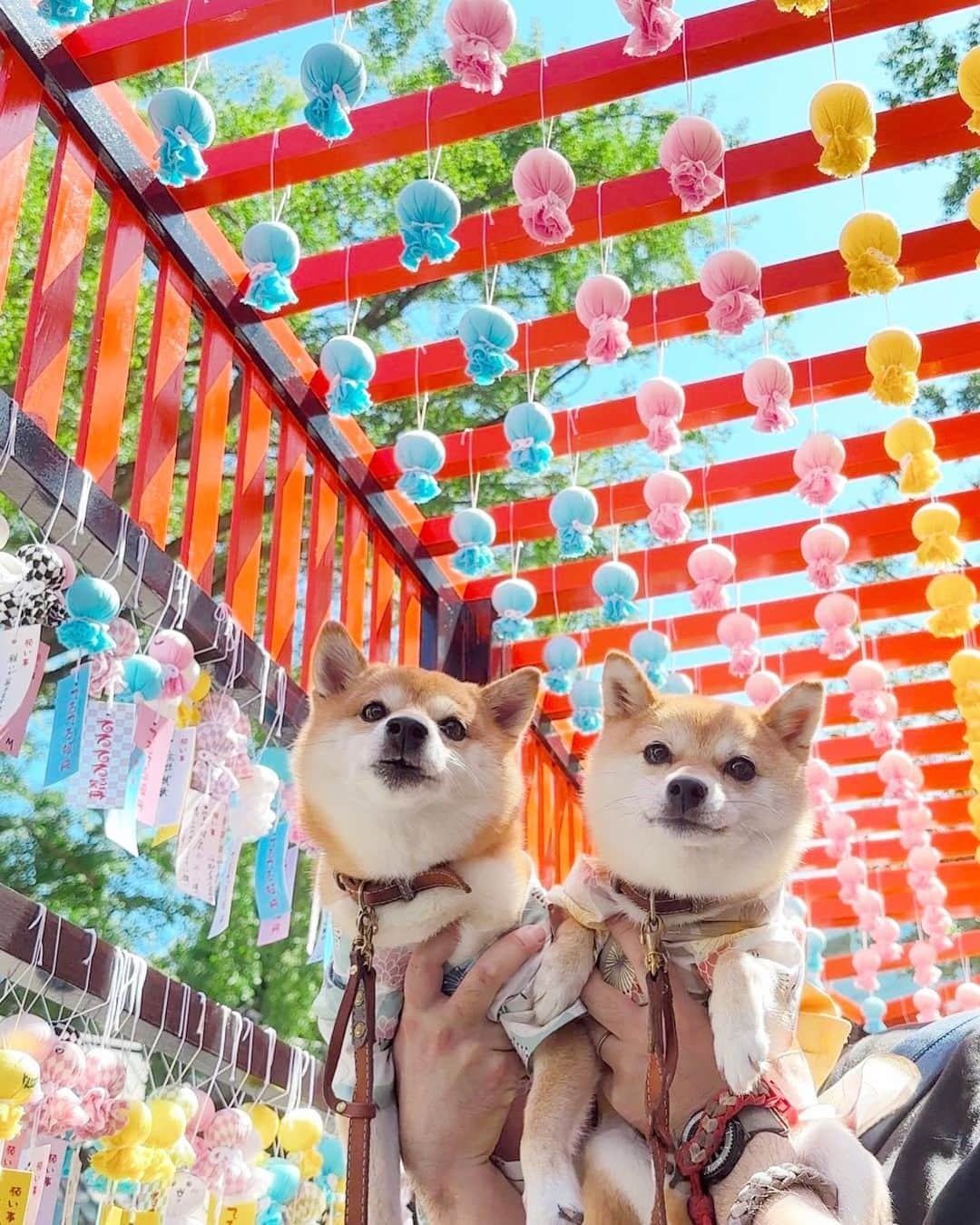 豆柴にこちゃんのインスタグラム：「🐶🎋 おはよー 毎年行ってる、 #田無神社 のてるてるトンネル。  みっちゃんにもらった浴衣を 着て朝から参戦したよ✨ @mitsumame_shibasta みっちゃんありがとう😘  浴衣やっぱりかわいいな〜😍  どうしても柴の体形的に胸がはだけて アルパカ🦙みたいになるけどそれもキャワ😘  いつも以上に人とワンコ撮影陣が 多いのと暑さでササっと撮って終了😂  しかしボーリング持ちすると 浴衣が見えなくなっちゃうという😆 撮影用の椅子、我が家も買わないとかなぁ  #柴犬#豆柴#mameshiba #shibastagram#japanphoto#shibainu#犬#shibainumania#犬のいる暮らし#shiba_snap#shibainupuppy#多頭飼い#dog#いぬすたぐらむ#puppy#dogstagram#instadog #doglover#pecoいぬ部#pecotv#いぬのきもち部#狗#子犬#barked#9gag#9gagpets#시바견」