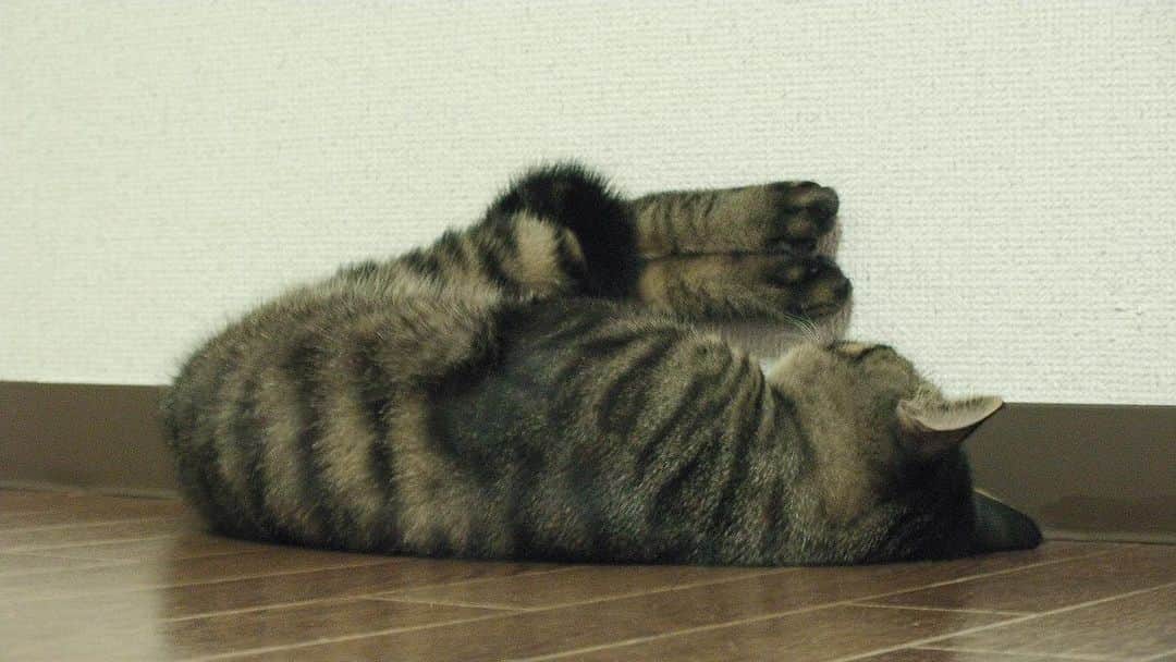 のインスタグラム：「2008年7月のちびムサシさん。足あげお昼寝。尻尾も巻いちゃう。Catnap.💤 #mck延長戦 #musashi_the_cat #musashi #mck #cat #キジトラ #ムサシさん」