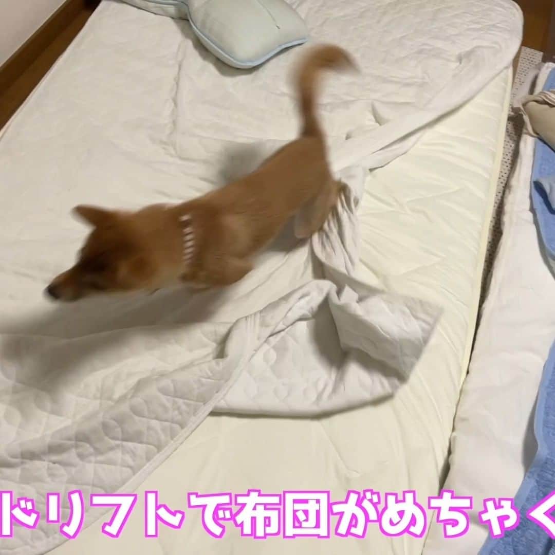柴犬小春のインスタグラム：「YouTube【お姉ちゃんと一緒に寝たい柴犬の必死さは修学旅行並み！小夏生後１０ヶ月】より#柴犬」