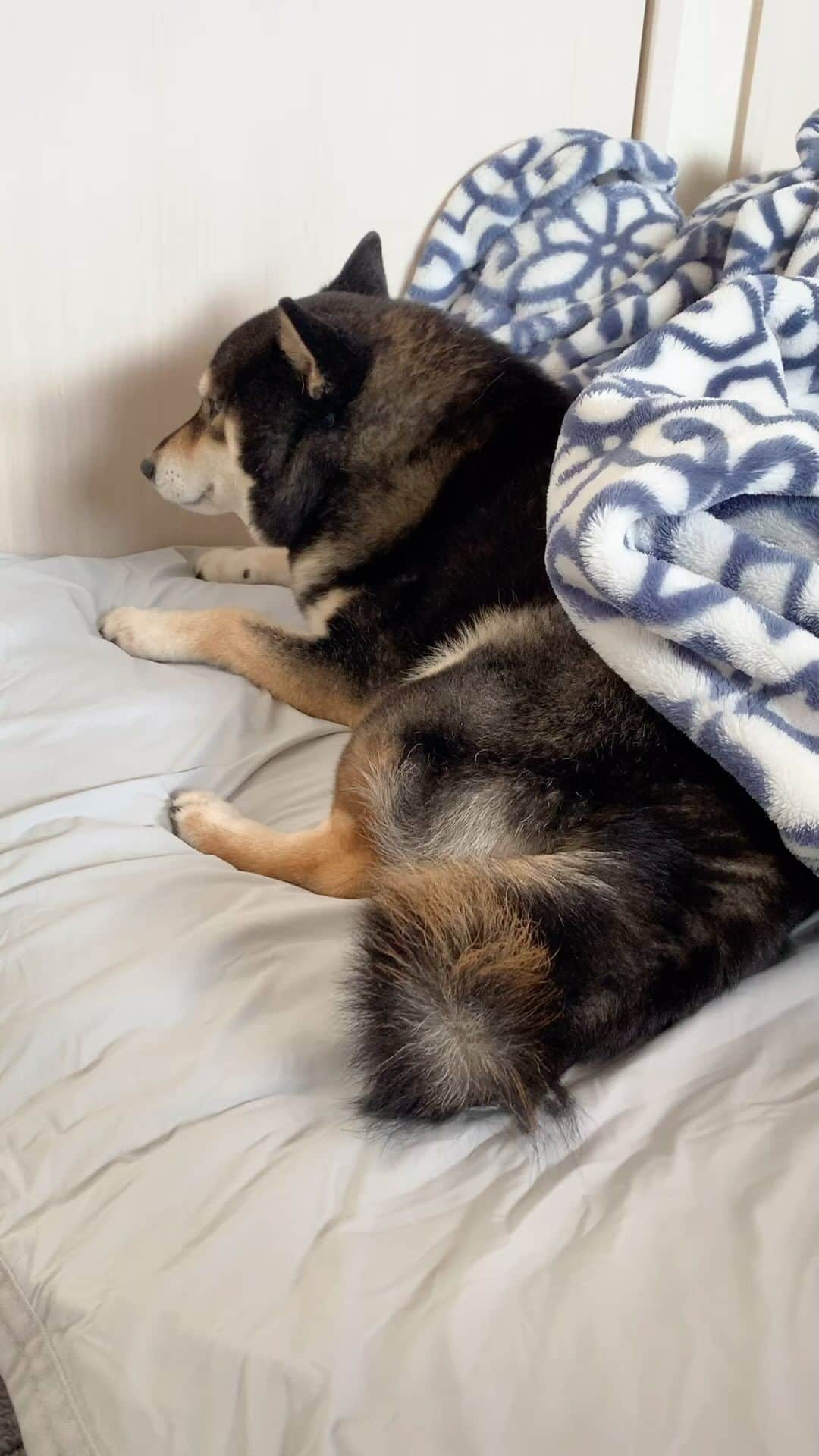 吾子のインスタグラム：「・ ・ ・ 初めてなのですが狂犬病の予防接種を昨日して、副反応が出てしまいました ・ 症状は痛がる、元気がない、横になれない、小さく震える、吠えると体が痛いのかキャン！という吠え方になる。調子悪そうです。 ・ ちょうど接種して24時間くらいです ・ 同じ症状になった方いますか？打った病院はやってないので他を探すか… ・ ・ ・ ・ ・ ・ ・ ・ #sapporo  ・ 北海道の柴犬 #柴北会 の皆ワン🐶暑い日は水いっぱい飲もう〜🐶✨ ・ #adorable #instadog#shibainu#dog#柴犬ライフ #instashiba#柴犬マニア #9gag #barked #kuroshiba#socute #cutedog#いぬのきもち #黒柴 #dogstagram_japan」