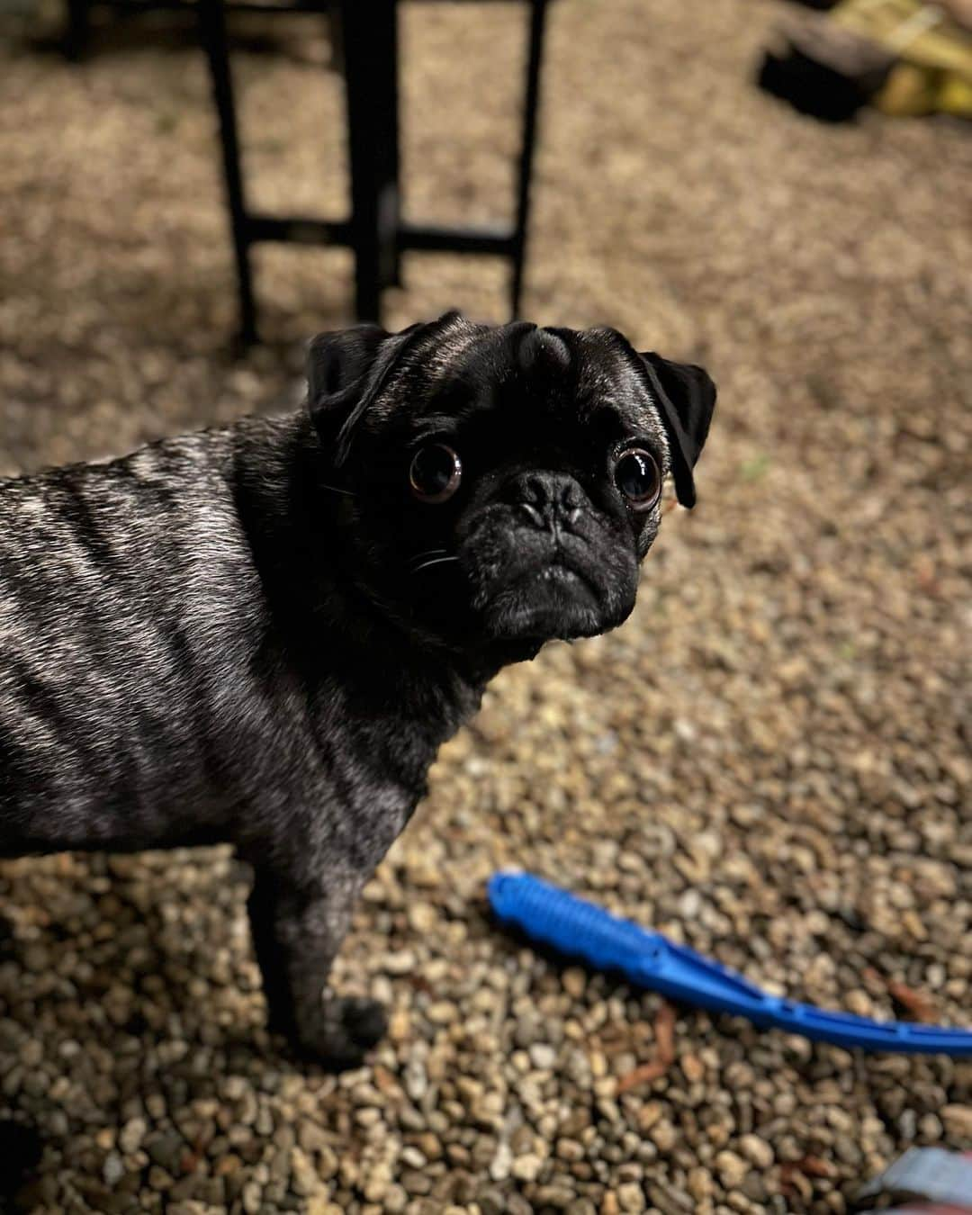 pugsofinstagramのインスタグラム：「❤️」