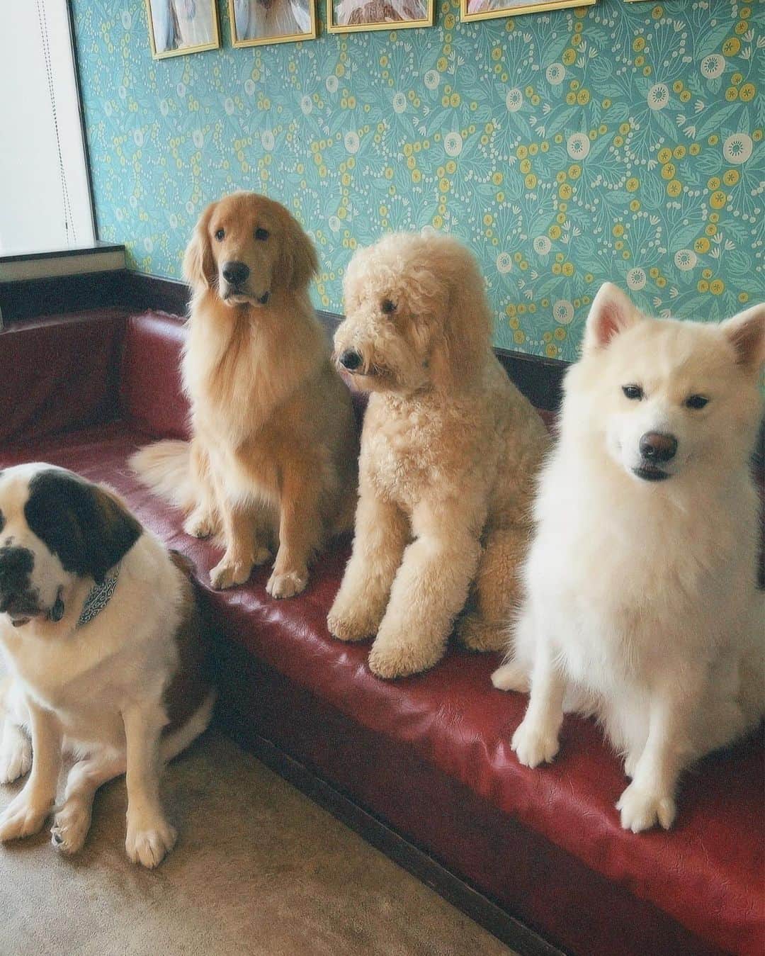 志田愛佳さんのインスタグラム写真 - (志田愛佳Instagram)「ずっと行きたかった大型犬カフェ🦮 推しのリグルくん膝枕で寝るのが好きらしい☺︎ 皆んな人懐っこくて沢山モフモフさせてくれた🩵  #大型犬 #大型犬カフェ #grandmou」7月2日 13時50分 - manaka.shida.98