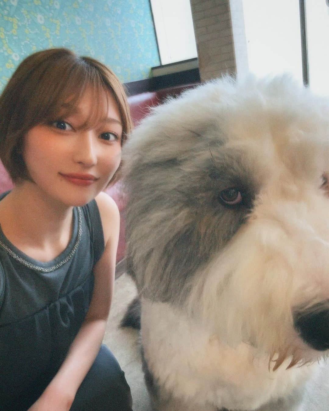 志田愛佳さんのインスタグラム写真 - (志田愛佳Instagram)「ずっと行きたかった大型犬カフェ🦮 推しのリグルくん膝枕で寝るのが好きらしい☺︎ 皆んな人懐っこくて沢山モフモフさせてくれた🩵  #大型犬 #大型犬カフェ #grandmou」7月2日 13時50分 - manaka.shida.98