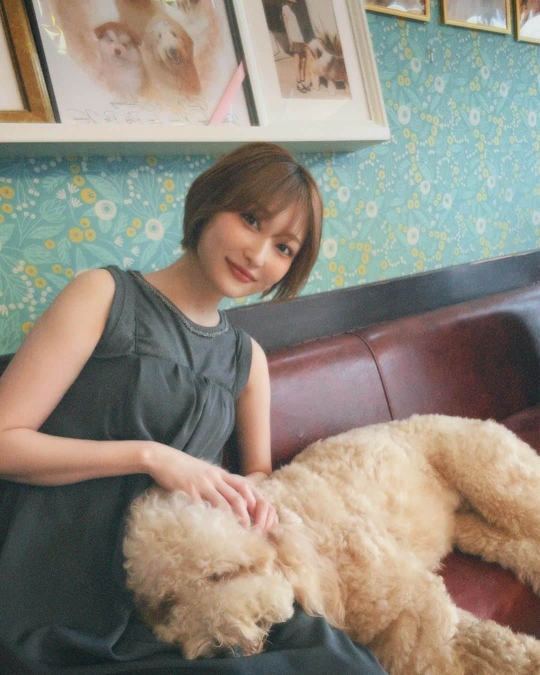 志田愛佳のインスタグラム：「ずっと行きたかった大型犬カフェ🦮 推しのリグルくん膝枕で寝るのが好きらしい☺︎ 皆んな人懐っこくて沢山モフモフさせてくれた🩵  #大型犬 #大型犬カフェ #grandmou」