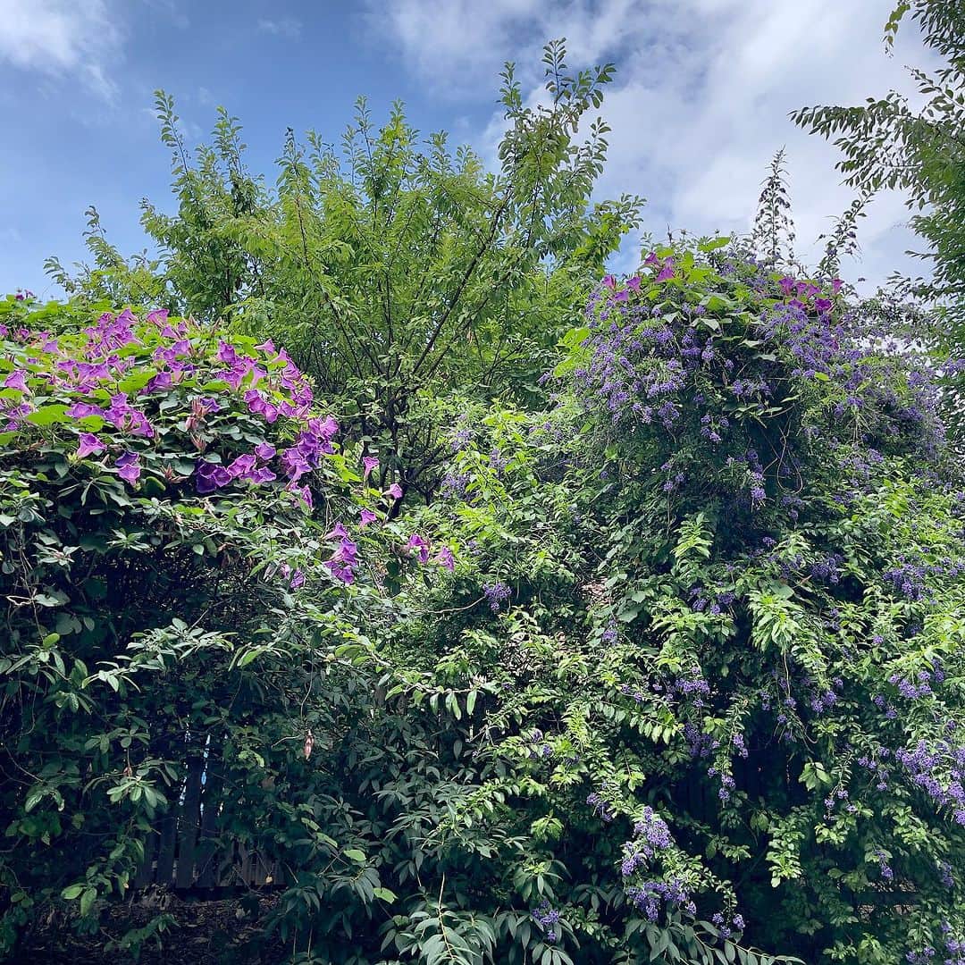 池田有希子さんのインスタグラム写真 - (池田有希子Instagram)「近所のデュランタの木に琉球朝顔が絡みついて紫on紫になる最高の季節がやってきました！」7月2日 13時50分 - yukikoikeda