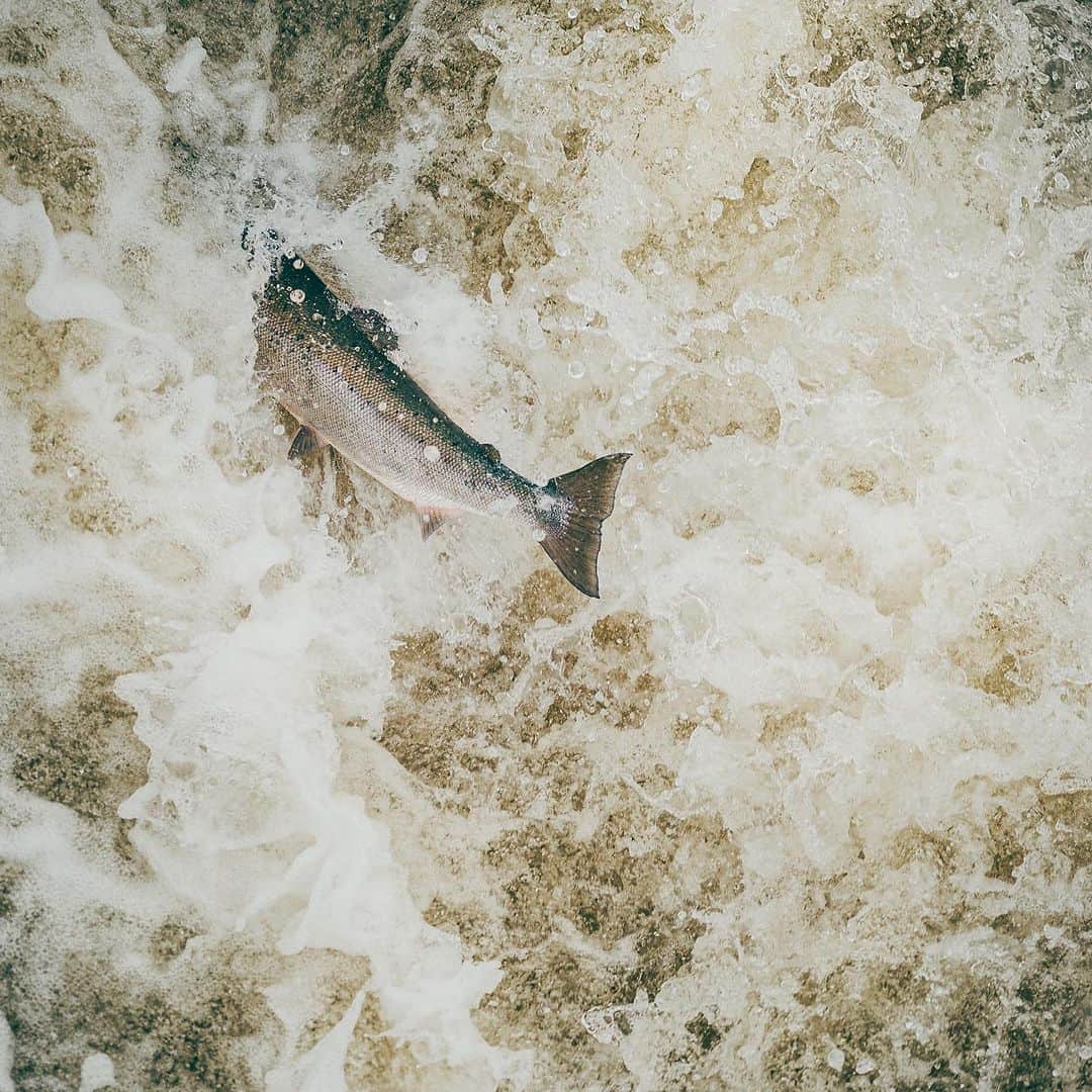 patagoniaさんのインスタグラム写真 - (patagoniaInstagram)「Growing up, fishing was always second nature to Emilie Björkman (@emilie.bjorkman). Her parents passed along a love of the outdoors and water, setting in motion a lifelong passion that would come to define her: fly fishing for Baltic salmon on the wild rivers of northern Sweden.   Through her eyes, we track a species that has faced existential challenges in recent decades, and we meet just a few of the individuals who have spent their lives pursuing and advocating for these fish.   Watch the full film at the link in bio.  Photos: Ted Logart (@tedlogardt)   #WildFishActivism #ItsAllHomeWater」7月3日 1時08分 - patagonia