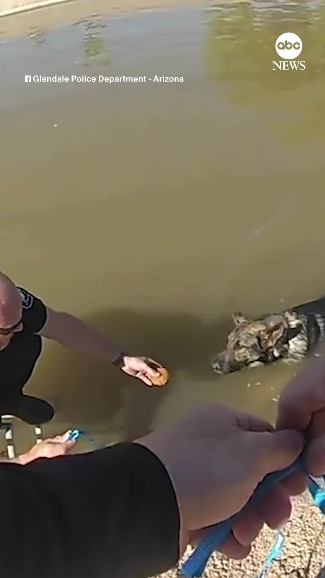 ABC Newsのインスタグラム：「TASTY RESCUE: Quick-thinking officers helped get a dog out of an Arizona canal by tempting it with some baked goods.」
