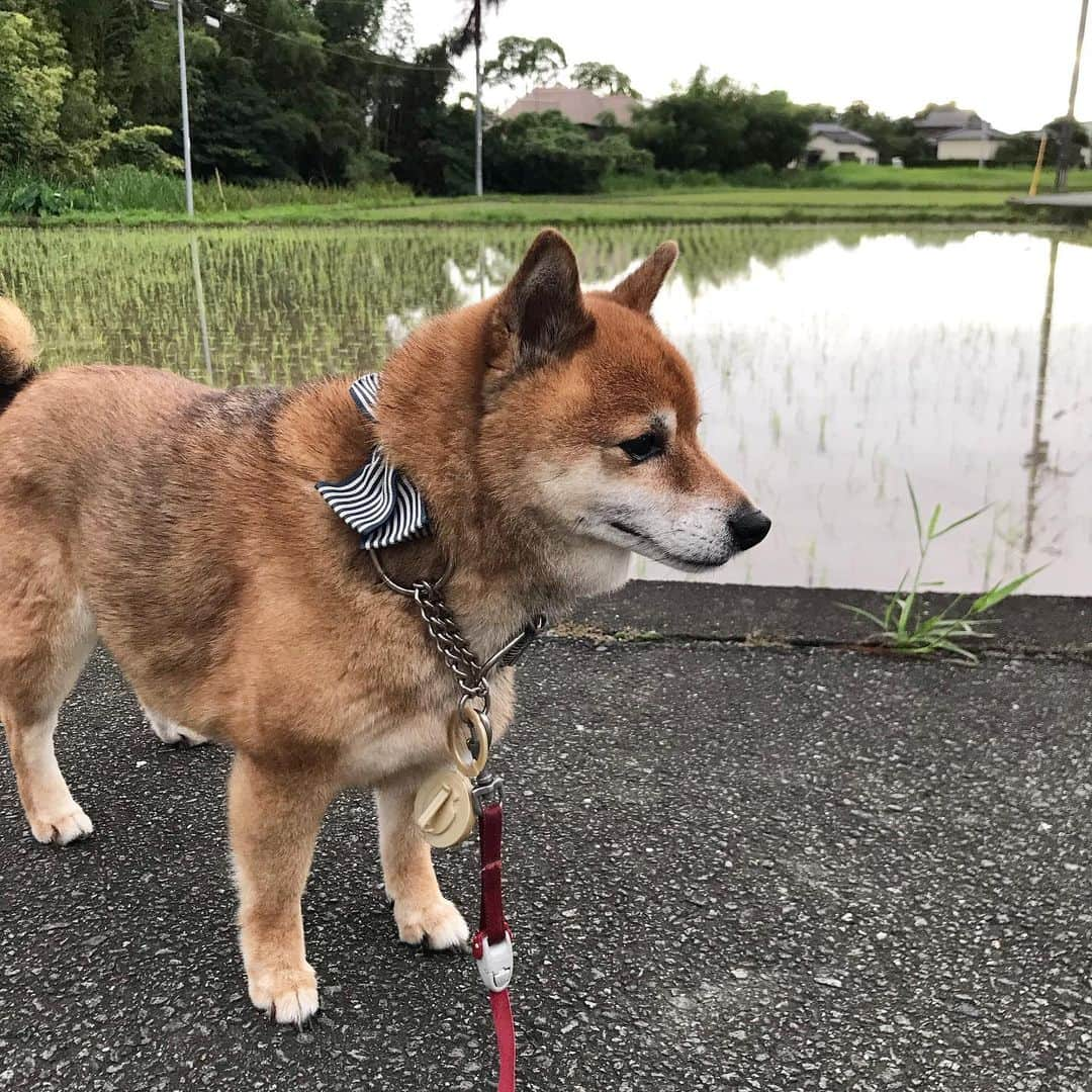 柴犬はなこ Shibainu Hanakoさんのインスタグラム写真 - (柴犬はなこ Shibainu HanakoInstagram)「田植え始まったのねー😃こっち向いてよぅっ #shiba #shibainu #dog #柴犬 #たんぼ　#たんぼのある風景」7月3日 1時33分 - kiki_beee