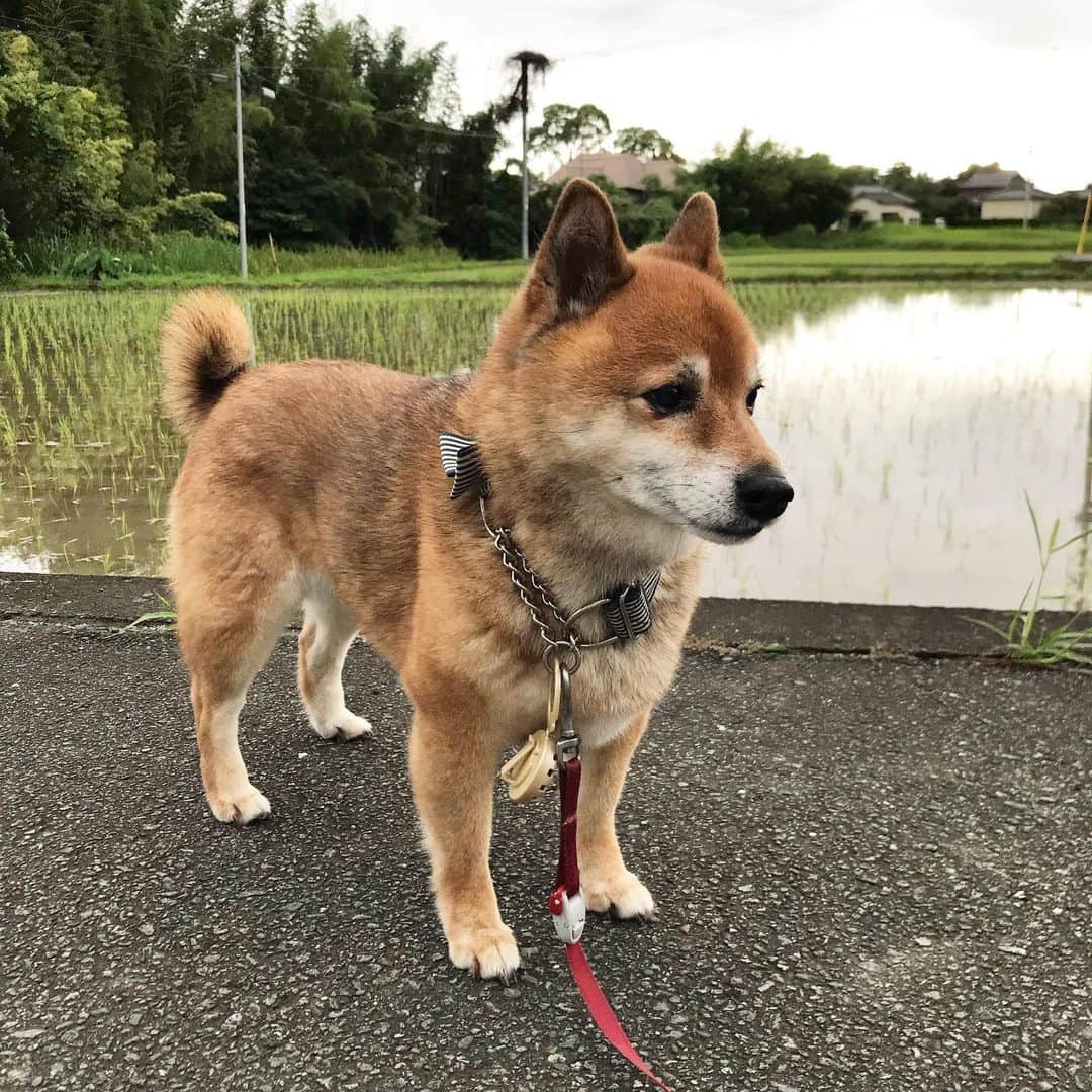 柴犬はなこ Shibainu Hanakoさんのインスタグラム写真 - (柴犬はなこ Shibainu HanakoInstagram)「田植え始まったのねー😃こっち向いてよぅっ #shiba #shibainu #dog #柴犬 #たんぼ　#たんぼのある風景」7月3日 1時33分 - kiki_beee