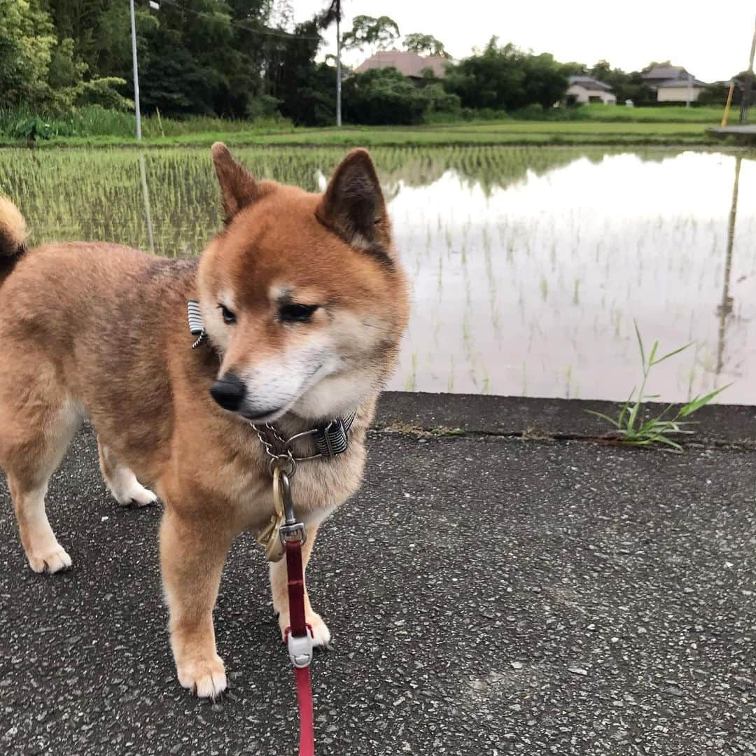 柴犬はなこ Shibainu Hanakoさんのインスタグラム写真 - (柴犬はなこ Shibainu HanakoInstagram)「田植え始まったのねー😃こっち向いてよぅっ #shiba #shibainu #dog #柴犬 #たんぼ　#たんぼのある風景」7月3日 1時33分 - kiki_beee