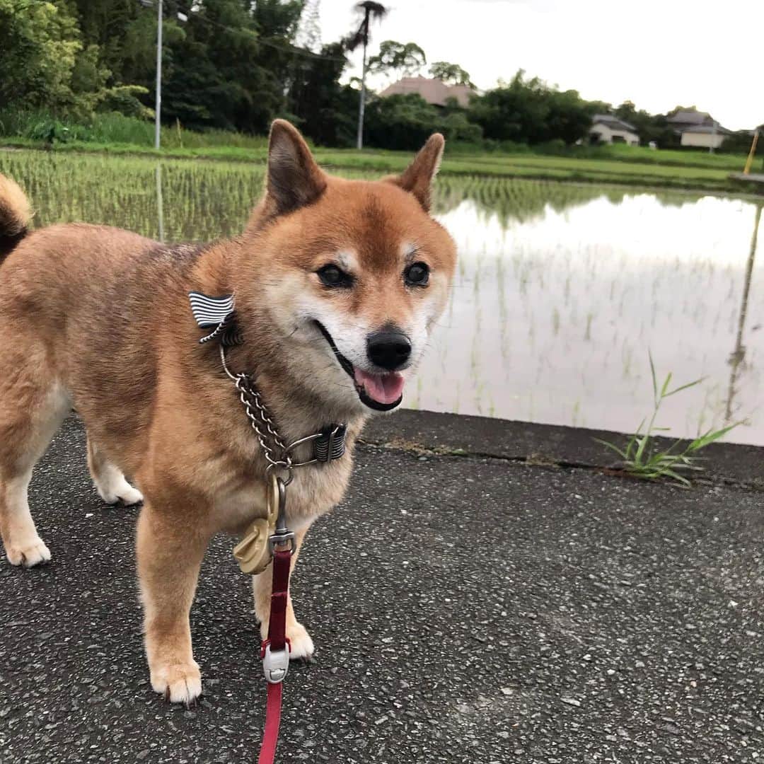 柴犬はなこ Shibainu Hanakoのインスタグラム：「田植え始まったのねー😃こっち向いてよぅっ #shiba #shibainu #dog #柴犬 #たんぼ　#たんぼのある風景」