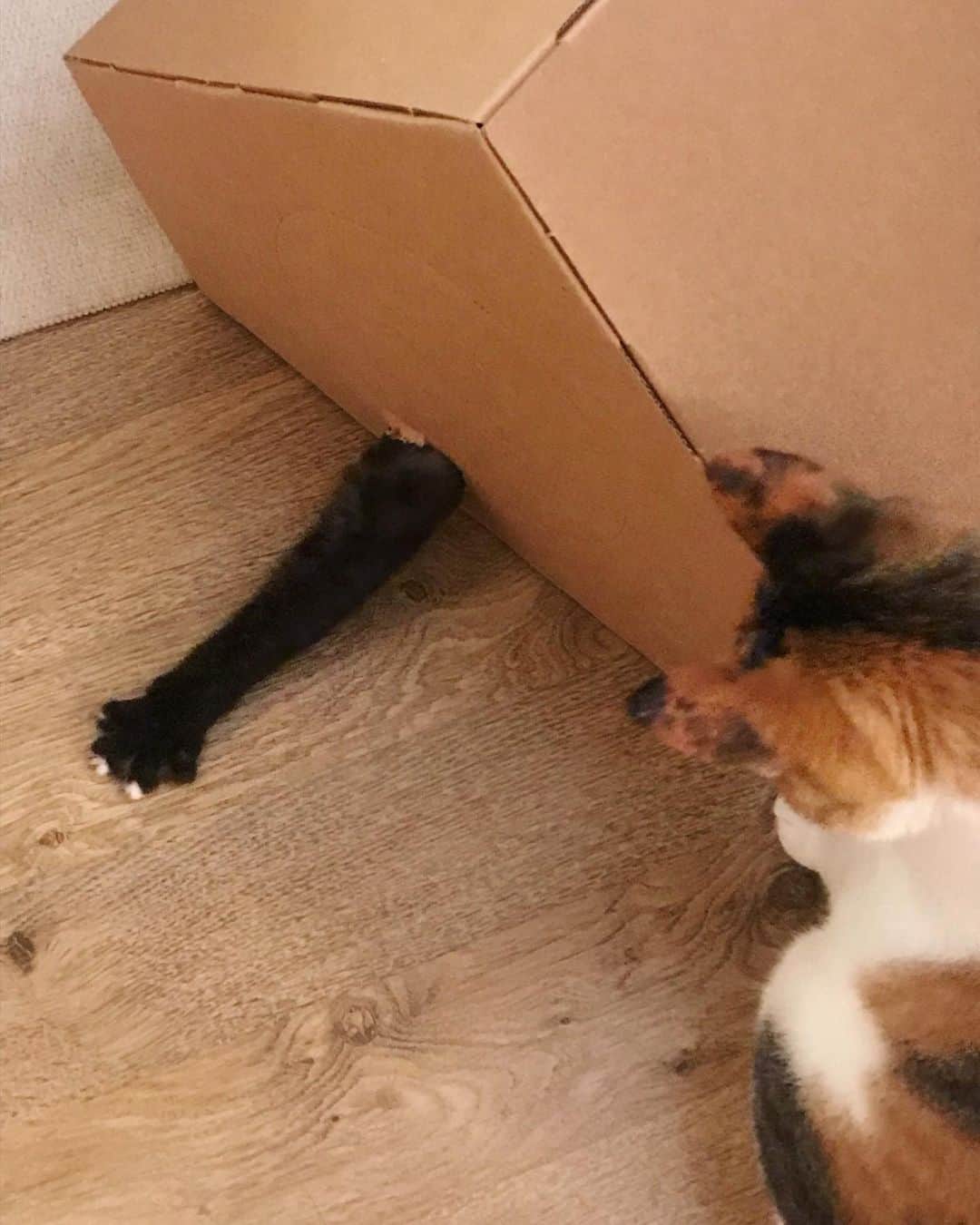 ソン・スヒョンさんのインスタグラム写真 - (ソン・スヒョンInstagram)「우리집 애들 각선미 자랑 #땅 #삼삼이」7月2日 17時50分 - sohnsuhyun