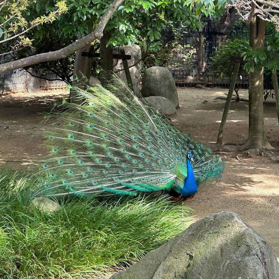HRK（ハル）さんのインスタグラム写真 - (HRK（ハル）Instagram)「子供の頃よく行った動物園に行ってみた🐘 変わってもいるんやろうけど、やっぱ小さく感じたなー アザラシの親子とコアラの可愛さが優勝でした🏆 #地元 #王子動物園 #神戸 #HARU #ハルスタグラム」7月2日 18時06分 - hrkharu