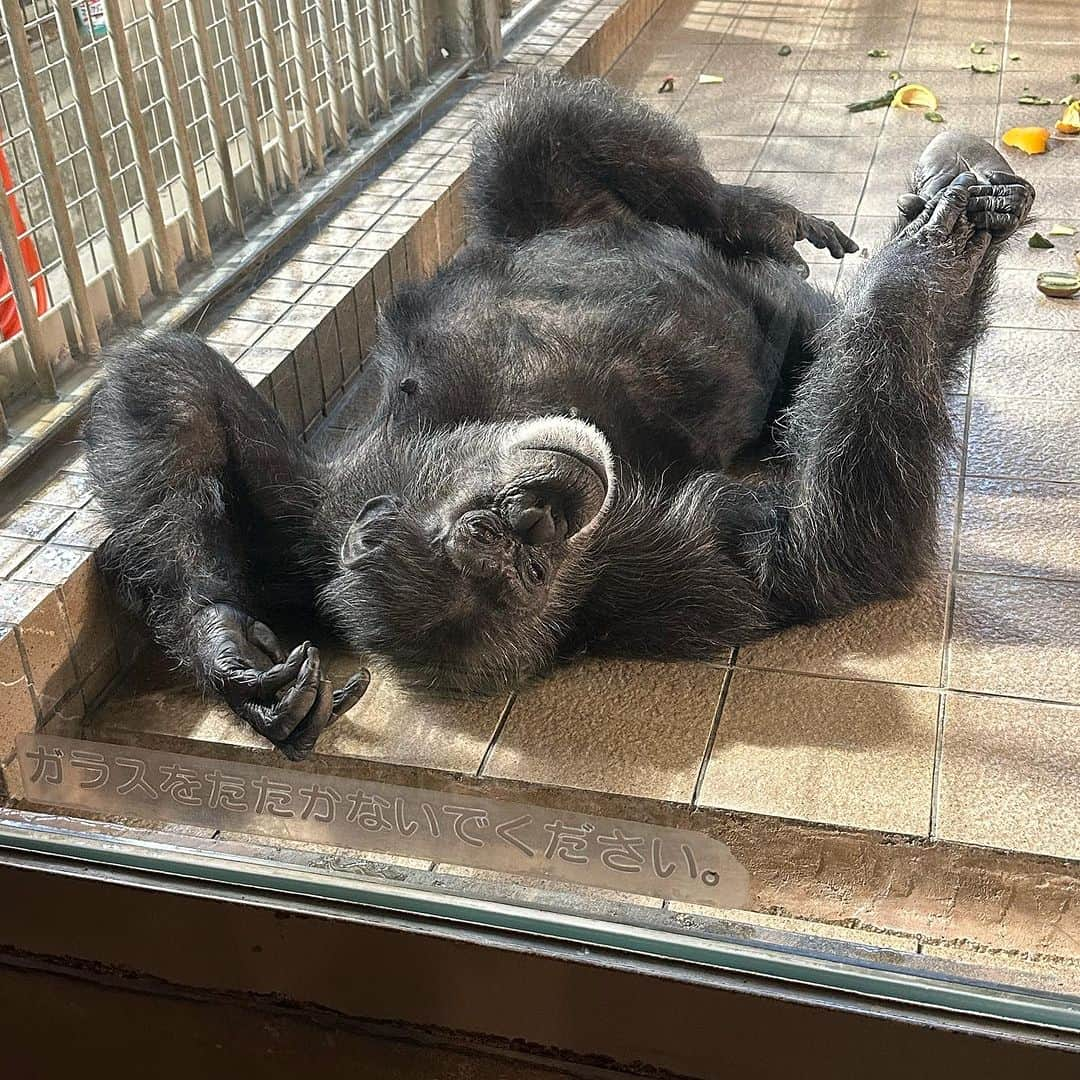 HRK（ハル）さんのインスタグラム写真 - (HRK（ハル）Instagram)「子供の頃よく行った動物園に行ってみた🐘 変わってもいるんやろうけど、やっぱ小さく感じたなー アザラシの親子とコアラの可愛さが優勝でした🏆 #地元 #王子動物園 #神戸 #HARU #ハルスタグラム」7月2日 18時06分 - hrkharu