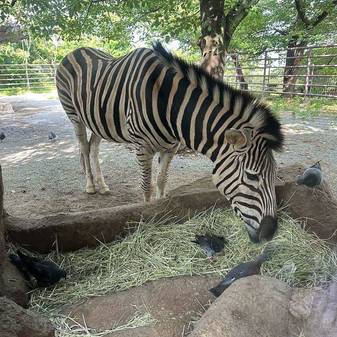 HRK（ハル）さんのインスタグラム写真 - (HRK（ハル）Instagram)「子供の頃よく行った動物園に行ってみた🐘 変わってもいるんやろうけど、やっぱ小さく感じたなー アザラシの親子とコアラの可愛さが優勝でした🏆 #地元 #王子動物園 #神戸 #HARU #ハルスタグラム」7月2日 18時06分 - hrkharu