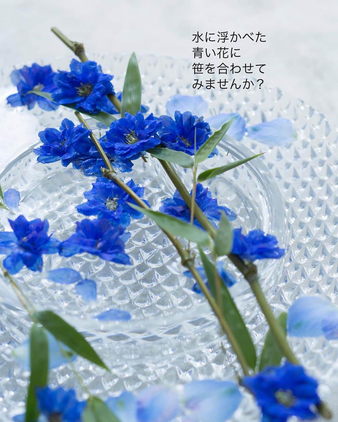 雑誌『花時間』さんのインスタグラム写真 - (雑誌『花時間』Instagram)「七夕🎋飾りのアイデアです。  花時間（@hanajikan_magazine）です。  いま、お花屋さんを覗くと、笹が並んでいますよね。  細い枝先だけチョッキン✂️して、活用してみましょう。  器は大きめのガラス皿。  水を張ったら、笹の枝を渡し、花だけにしたデルフィニウムを浮かべていきます。  1輪ずつの花が、天の川の星になってくれそう？  難しいことはなーーんにもないけど、あえて言うなら…茎のカット位置。  お花が吸水できるよう、花茎は少し残してくださいね。  でも、いきなり、花だけにするのはもったいない？　ですよね😅　わかります。私もその口。だったらね、長いまんまいちど飾ってから、本番の日にチョッキン✂️って、手もあるよねー。  七夕の日は晴れますように！  発売中の春夏号からのご紹介でした。  では、今週も元気smile😊😊😊で頑張りましょう！ byピーターパン  花　@kaliang_flowershop  写真　@satomi.ochiai78   【花時間ニュース】 💜『花時間』から、花の定期便がスタートしました🥰　世界でここだけのバラと旬花が届く嬉しいサービスです💕  💜『花時間2023春夏』〈春のピンク！夏のブルー！〉大好評発売中！  💜『花と短歌でめぐる 二十四節気 花のこよみ』大好評発売中  すべて @hanajikan_magazine のプロフィールのリンクから飛べます✈️  『花時間』本誌や書籍は全国の書店、ネット書店でも発売中✨  #花時間 #フラワーアレンジ #七夕 #七夕飾り #デルフィニウム #青い花 #花が好き #花が好きな人と繋がりたい #花を飾る #花を飾る生活 #花屋さんへ行こう」7月2日 18時13分 - hanajikan_magazine